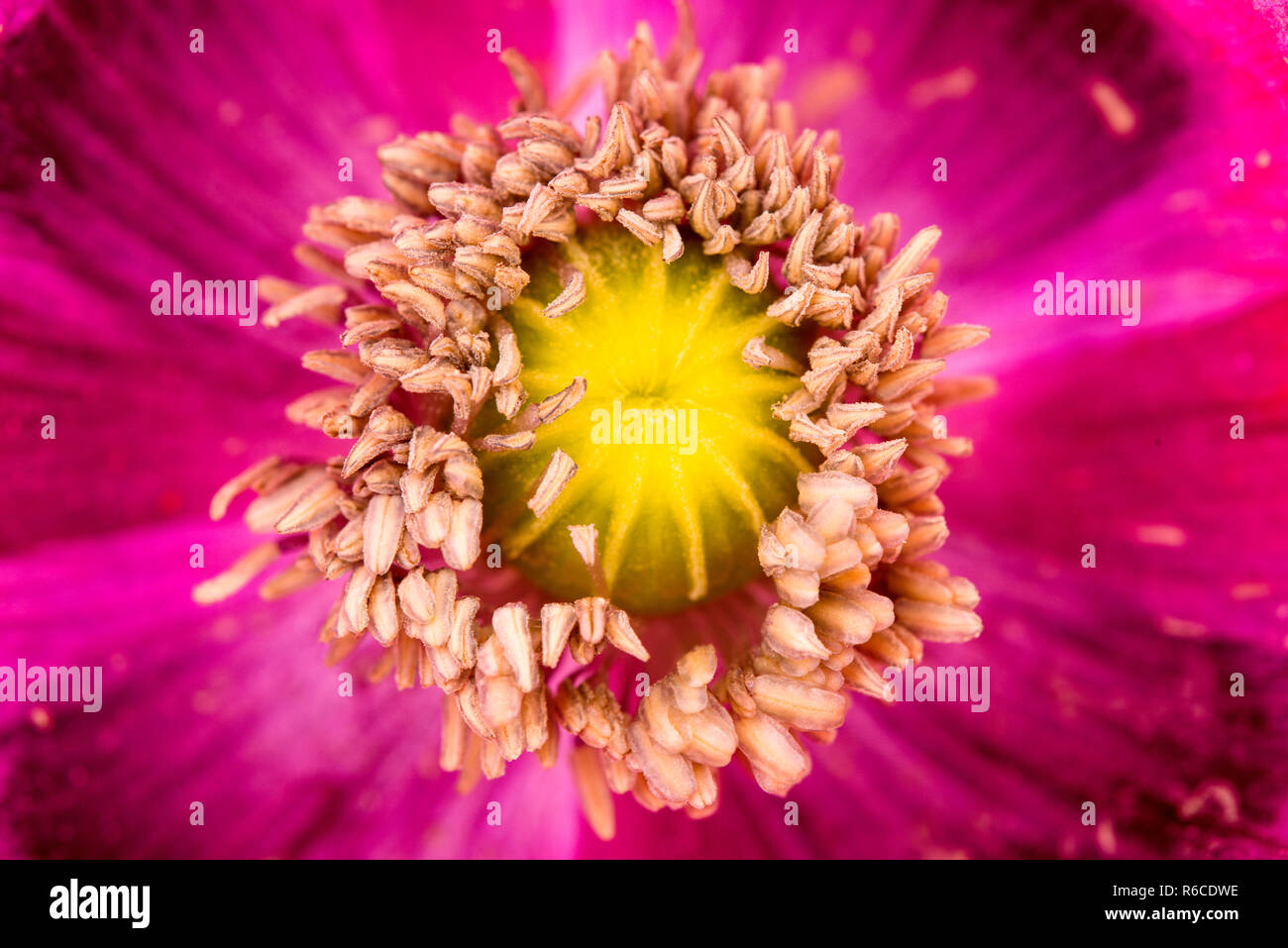 Schlafmohn Stockfoto