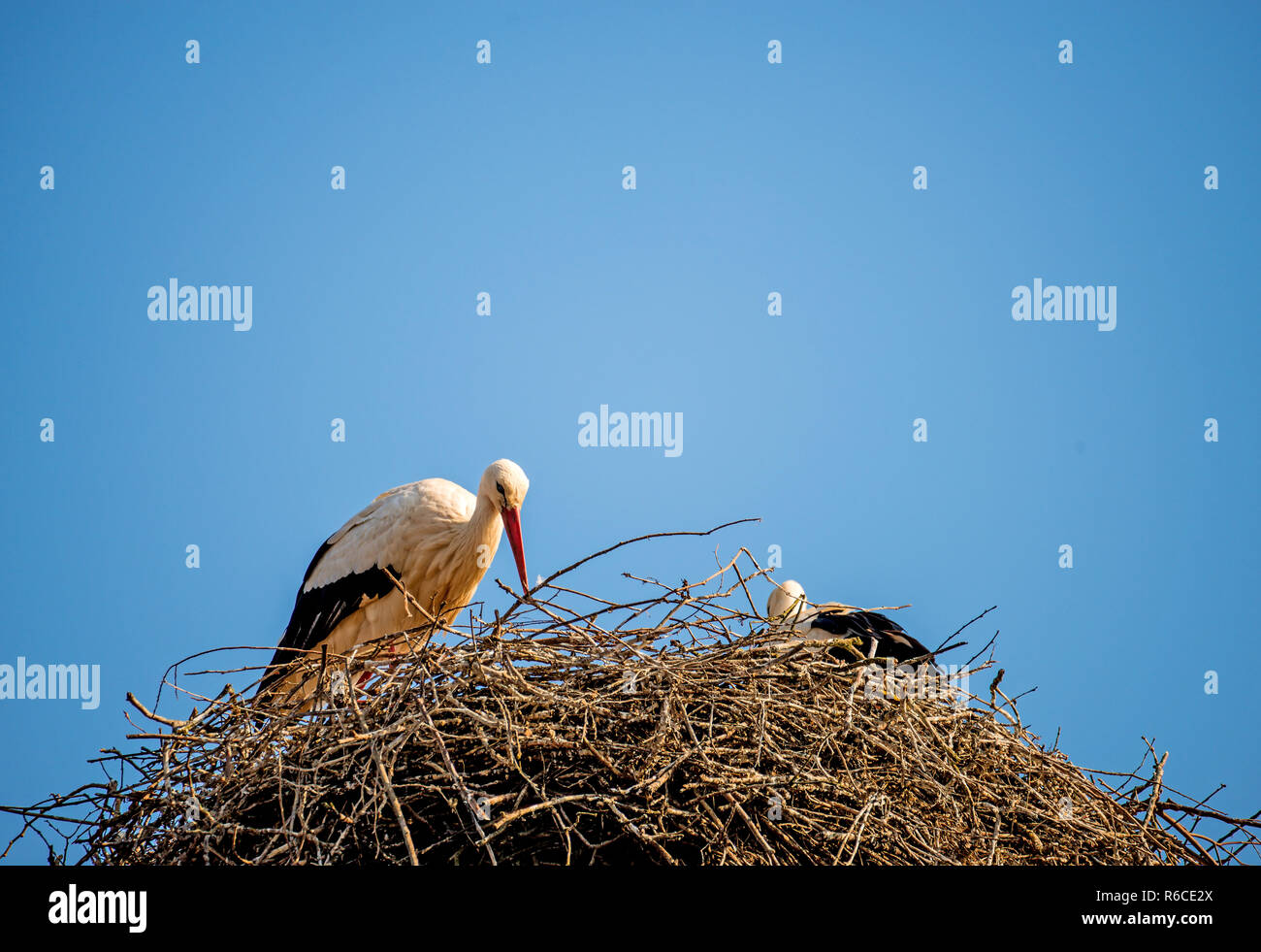 Störche im Nest auf dem Dach Stockfoto