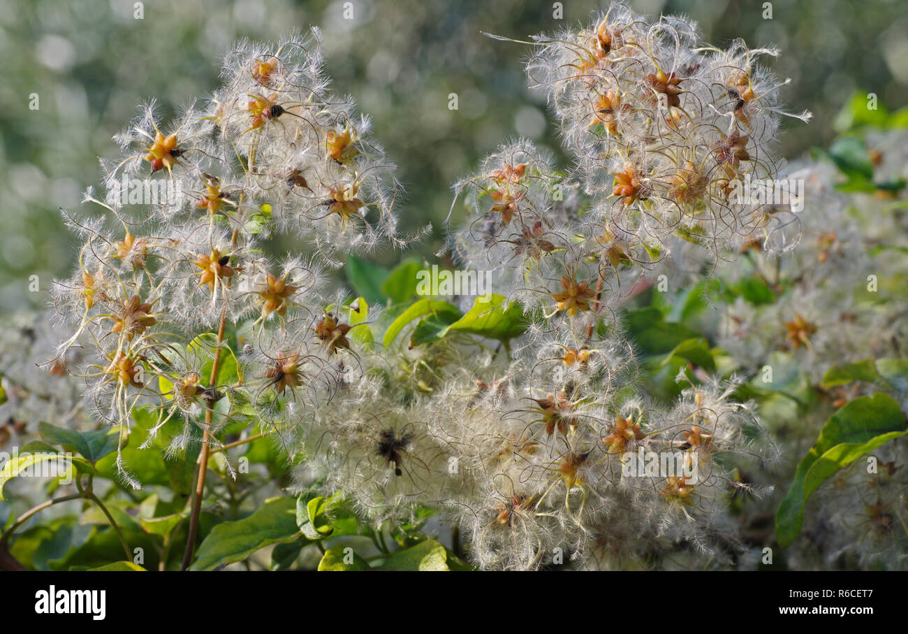 Früchte der Clematis vitalba, der Old Mans Bart oder die Reisenden Freude, Familie der Ranunculaceae Stockfoto