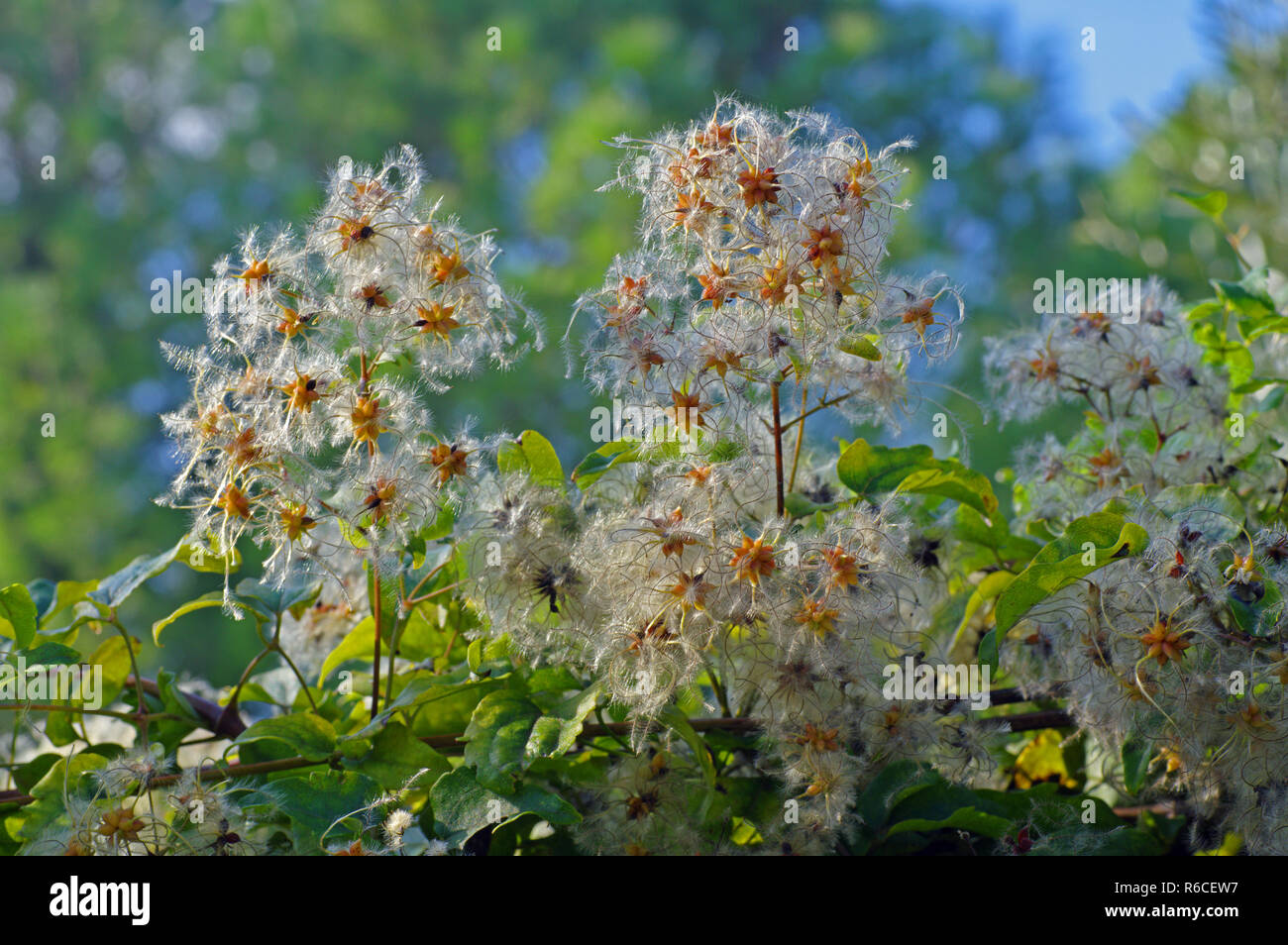 Früchte der Clematis vitalba, der Old Mans Bart oder die Reisenden Freude, Familie der Ranunculaceae Stockfoto