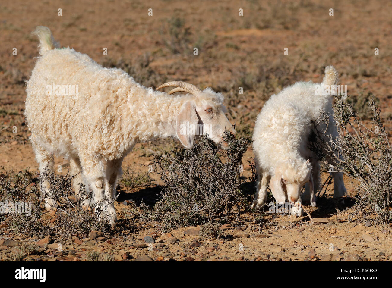 Angora Ziegen auf einem ländlichen Bauernhof Stockfoto