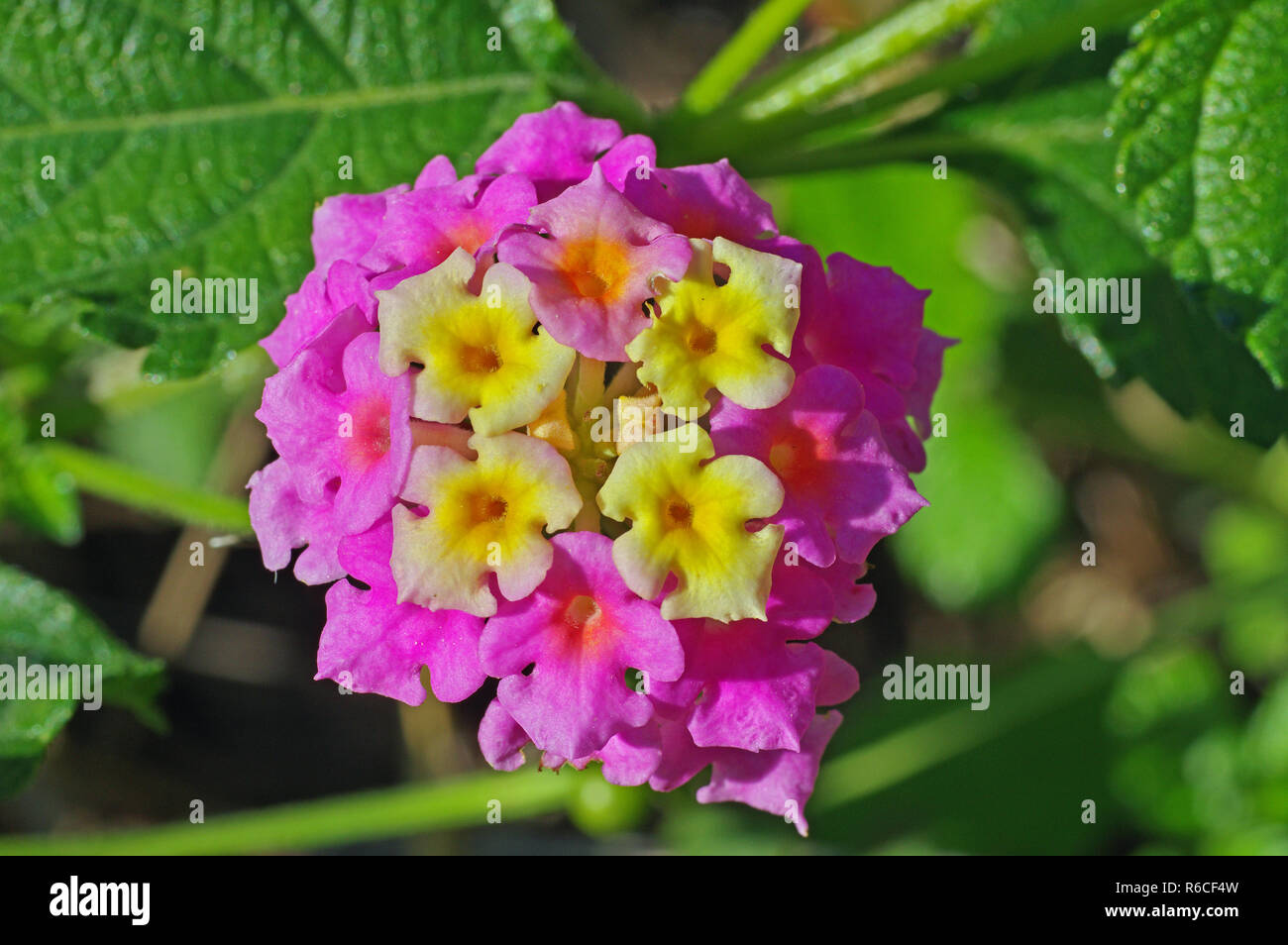 Lantana camara, die Große sage oder Thickberry, Familie Verbenaceae Stockfoto