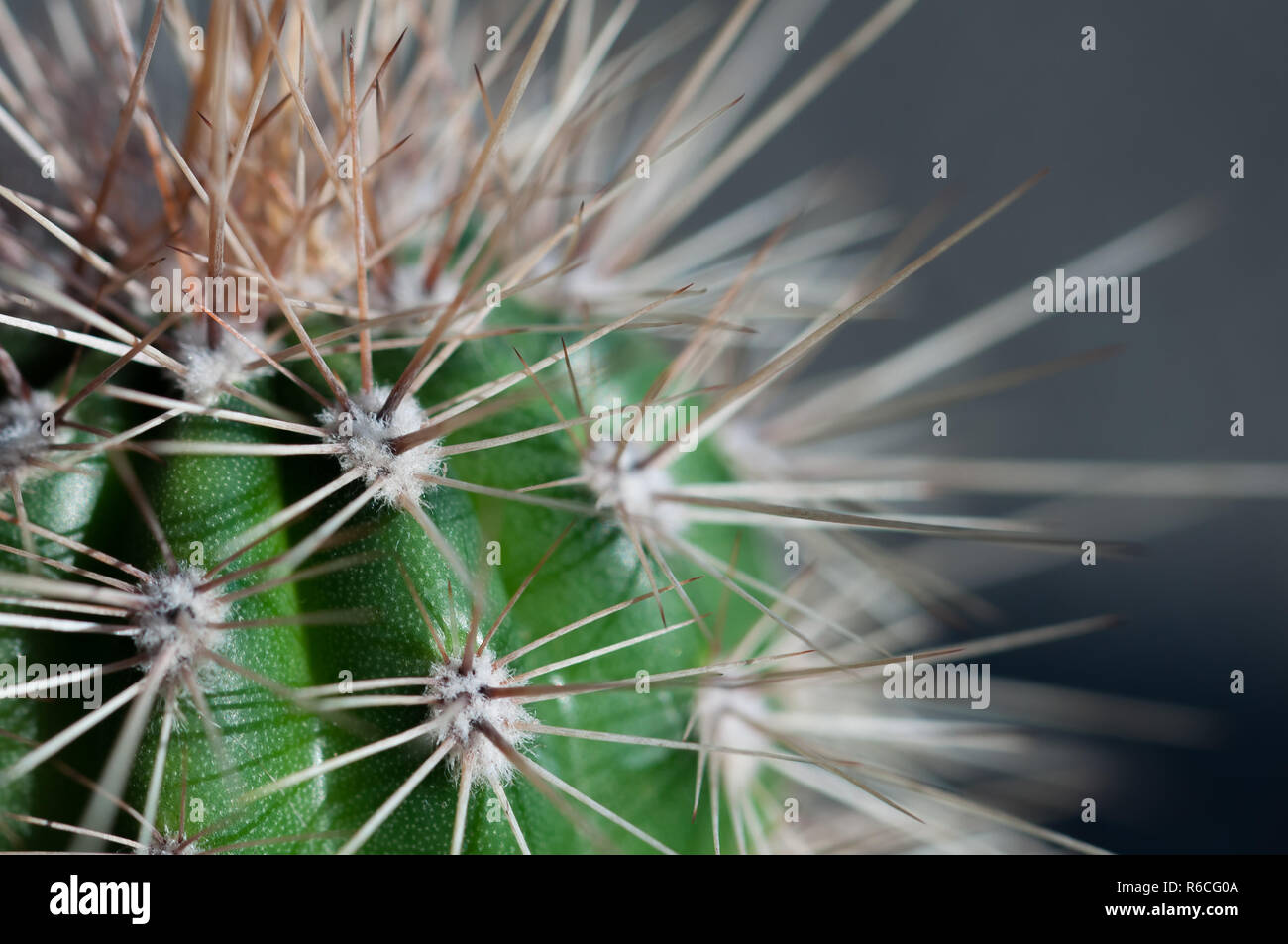 Kaktus Stacheln close-up Stockfoto