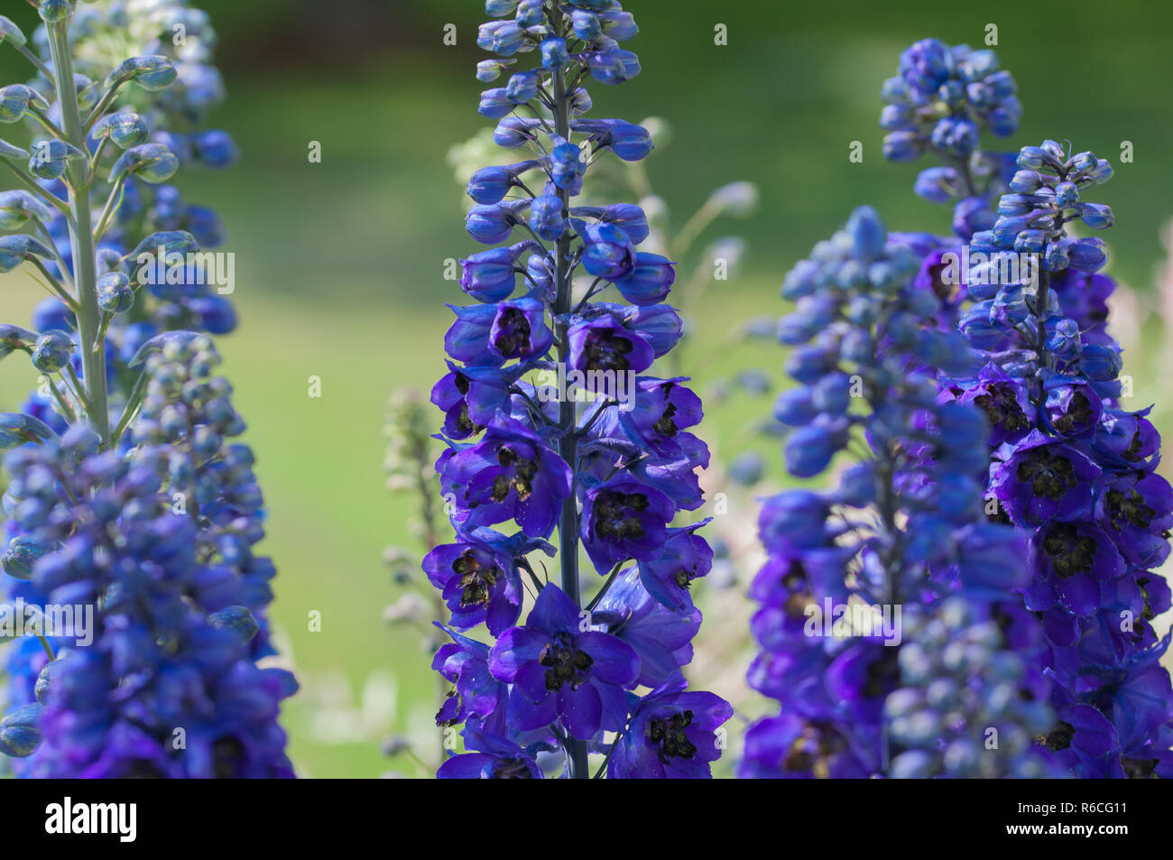 Eisenhut Blüte in der Sonne Stockfoto