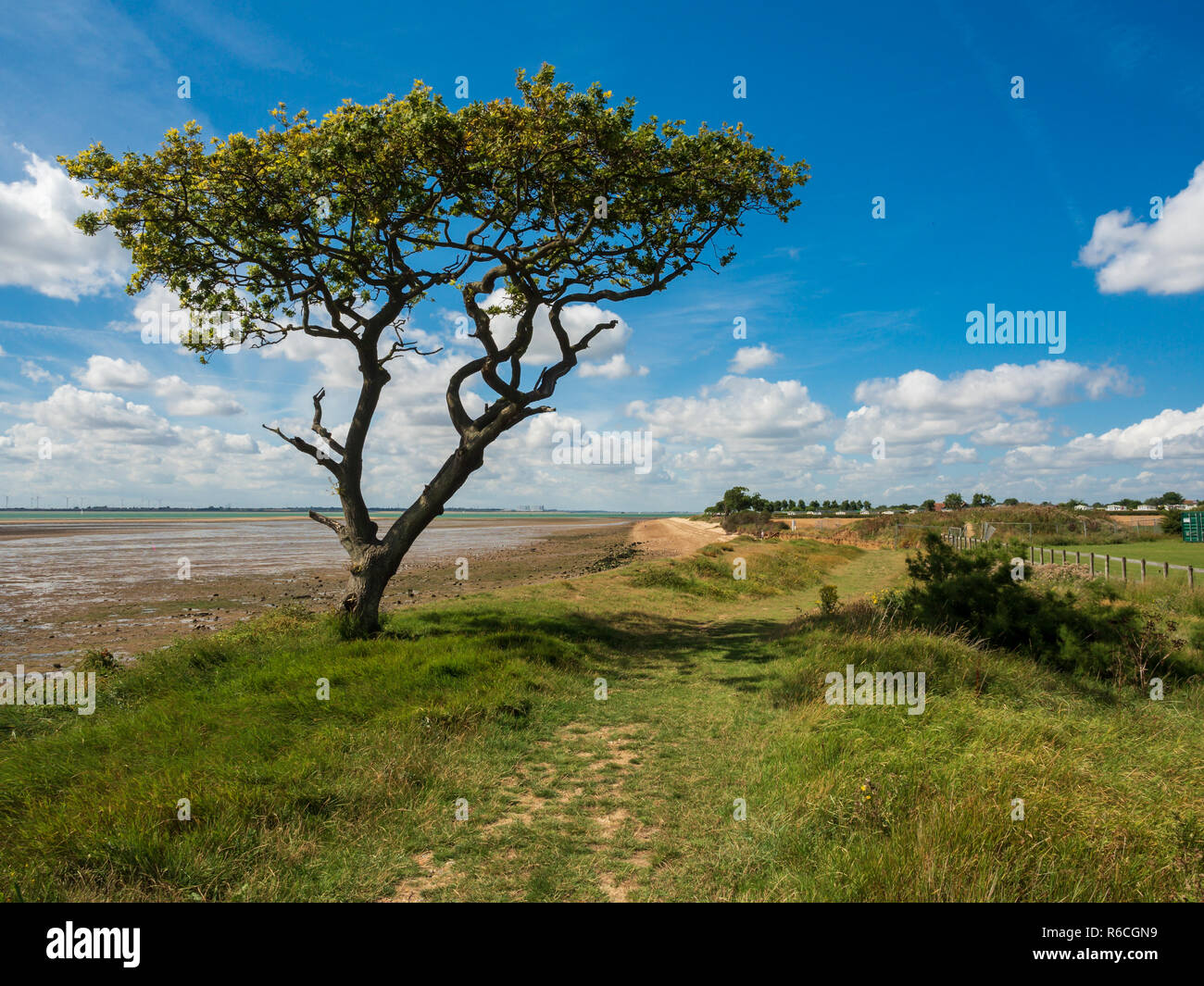 Strand Landschaft mit Lone Tree East Mersea Island Essex Stockfoto