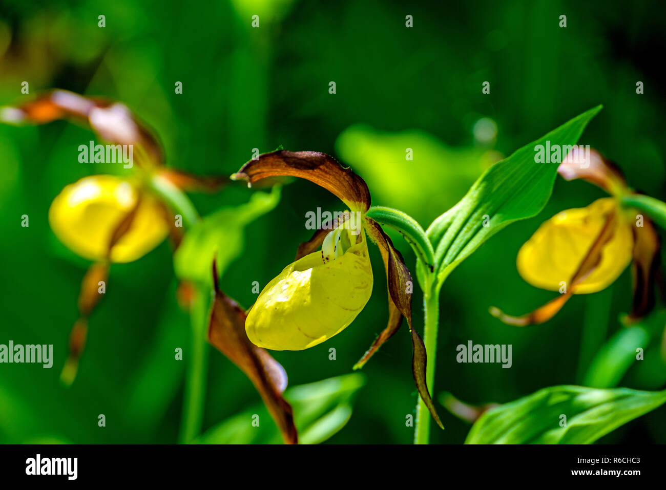 Slipper Orchid Wild Flower von Deutschland Stockfoto