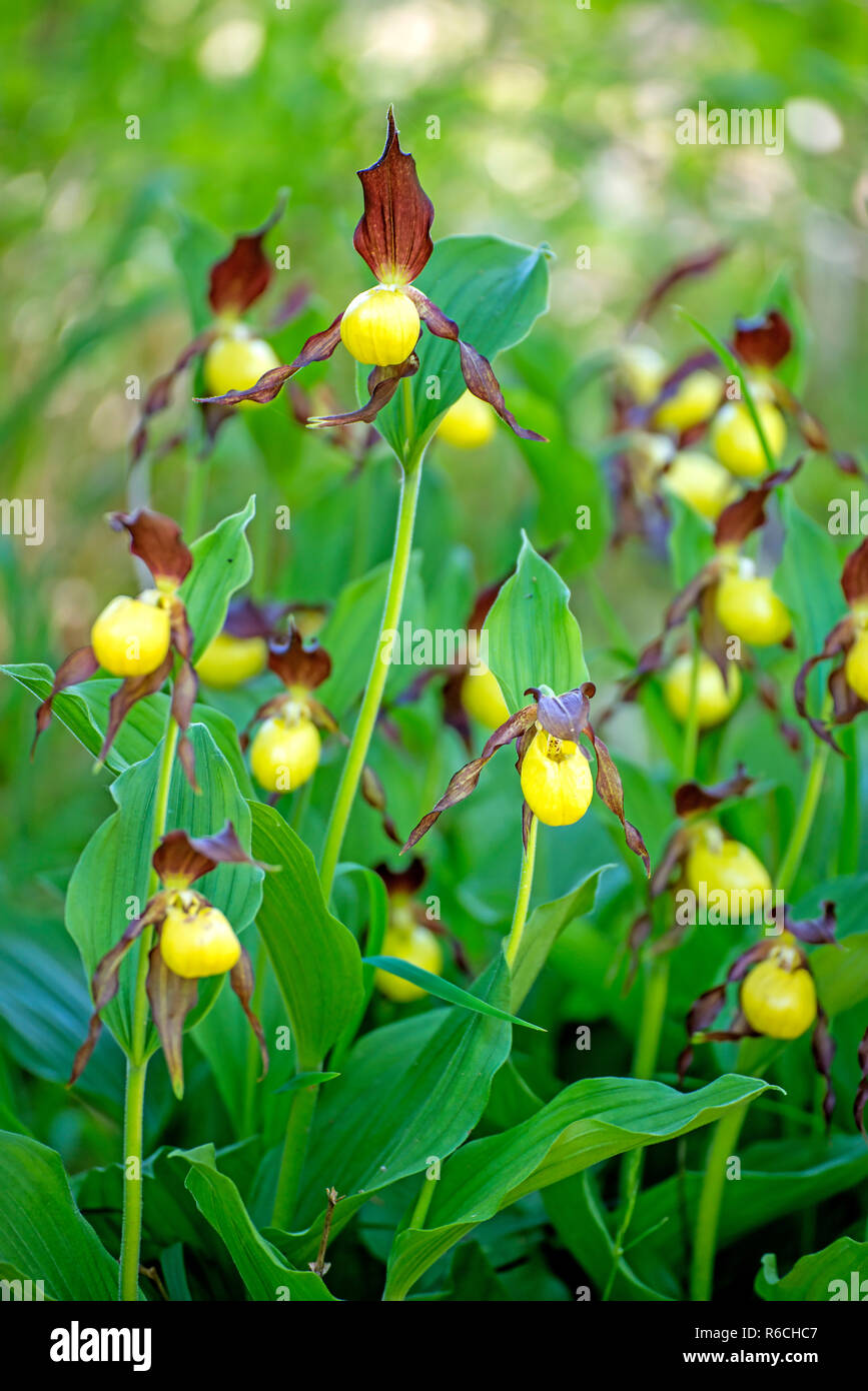 Slipper Orchid Wild Flower von Deutschland Stockfoto