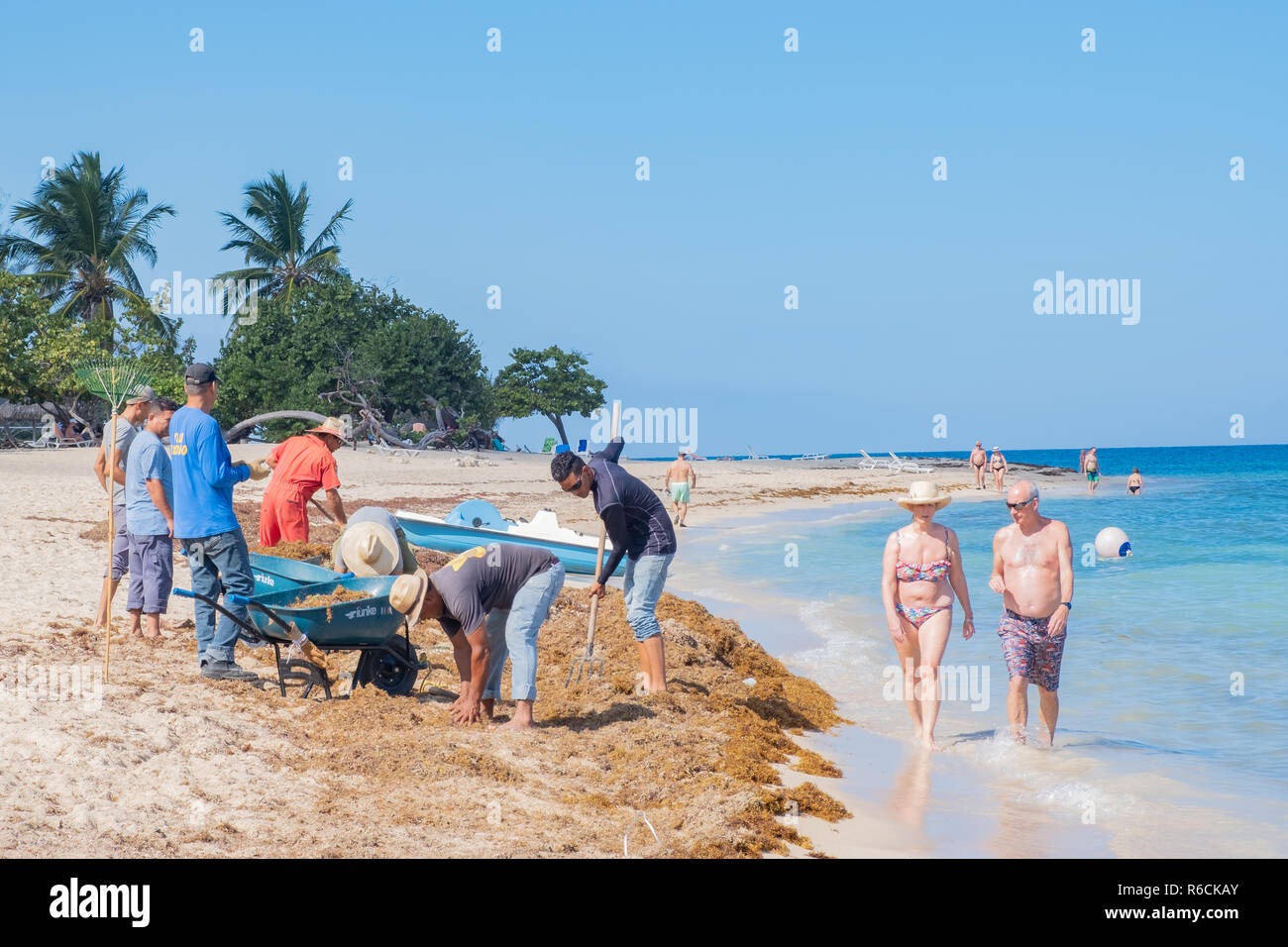 Arbeitnehmer sauber Algen von einem Strand in Kuba während Touristen durch in das klare Wasser spazieren gehen. Stockfoto