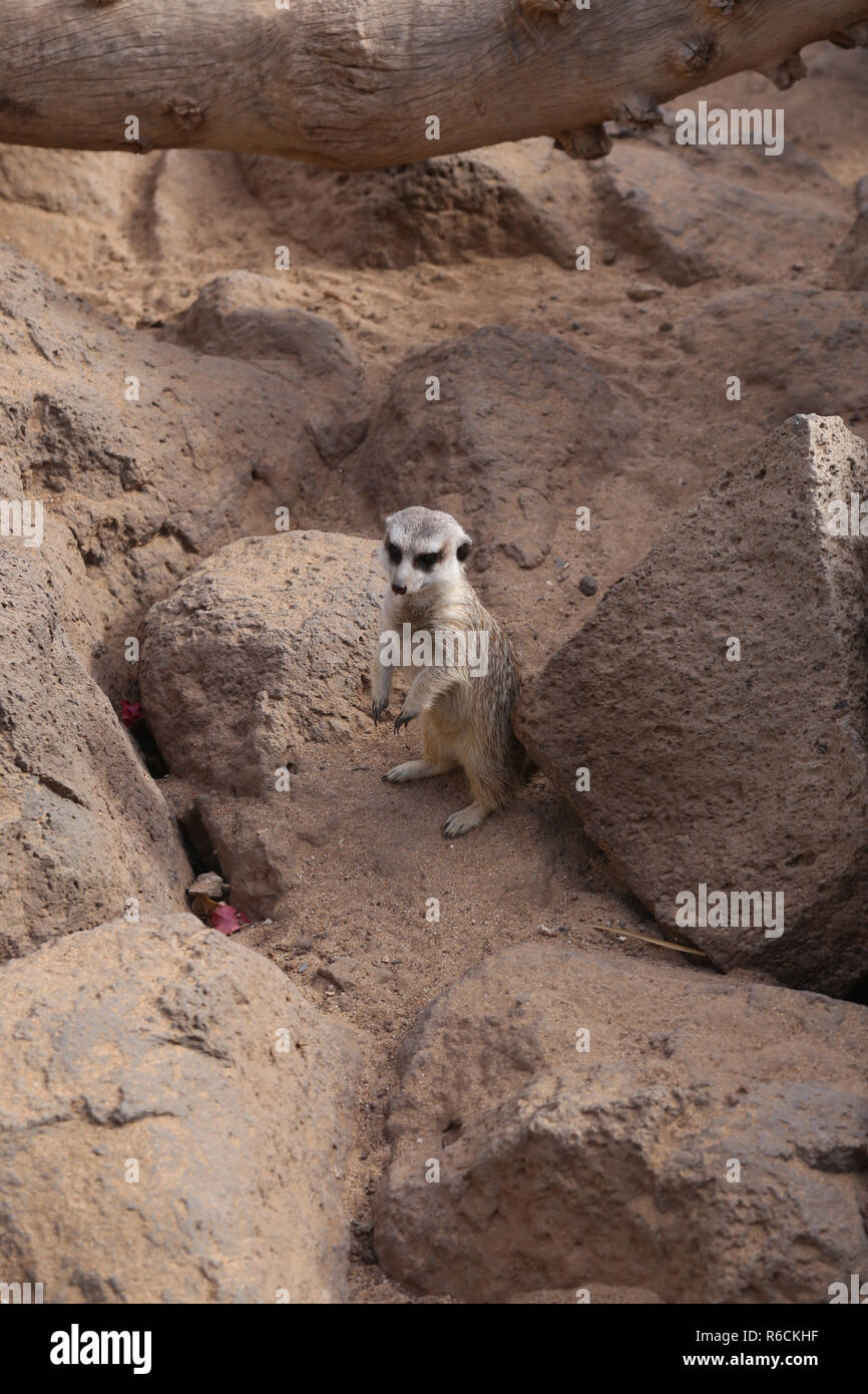 Erdmännchen Suricata suricatta Lustige kleine afrikanische Säugetier Stockfoto