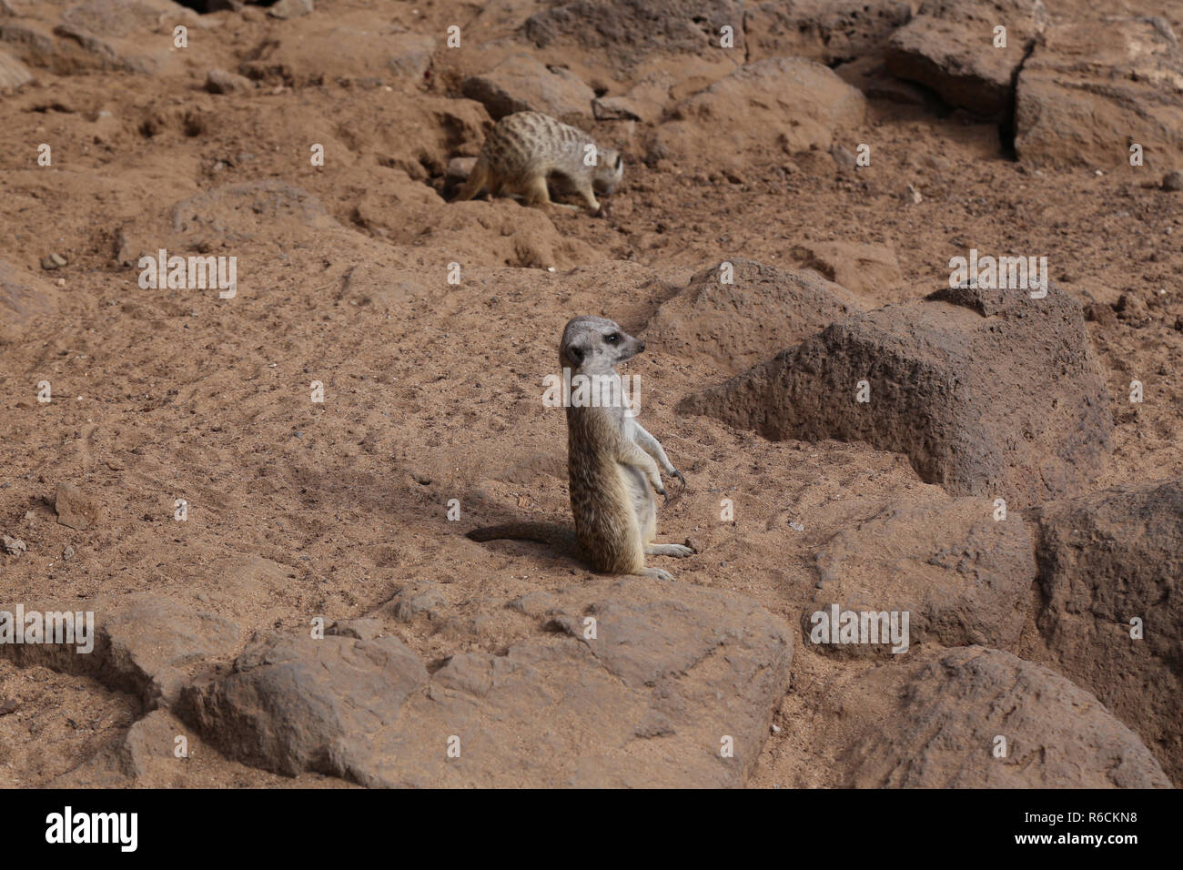 Erdmännchen Suricata suricatta Lustige kleine afrikanische Säugetier Stockfoto Erdmännchen Suricata suricatta Lustige kleine afrikanische Säugetier Stockfoto