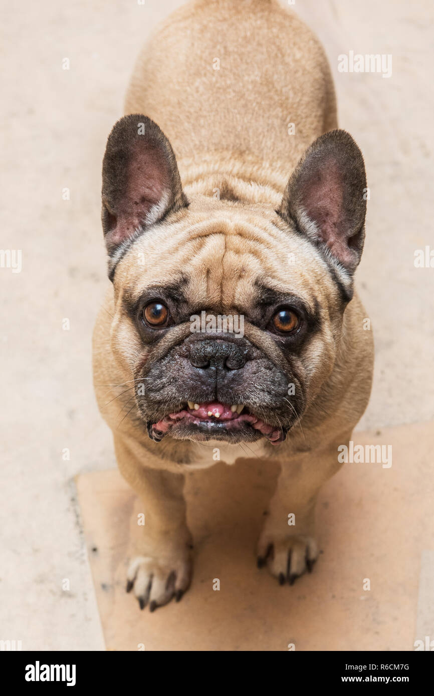 Lustige bulldog Portrait Stockfoto