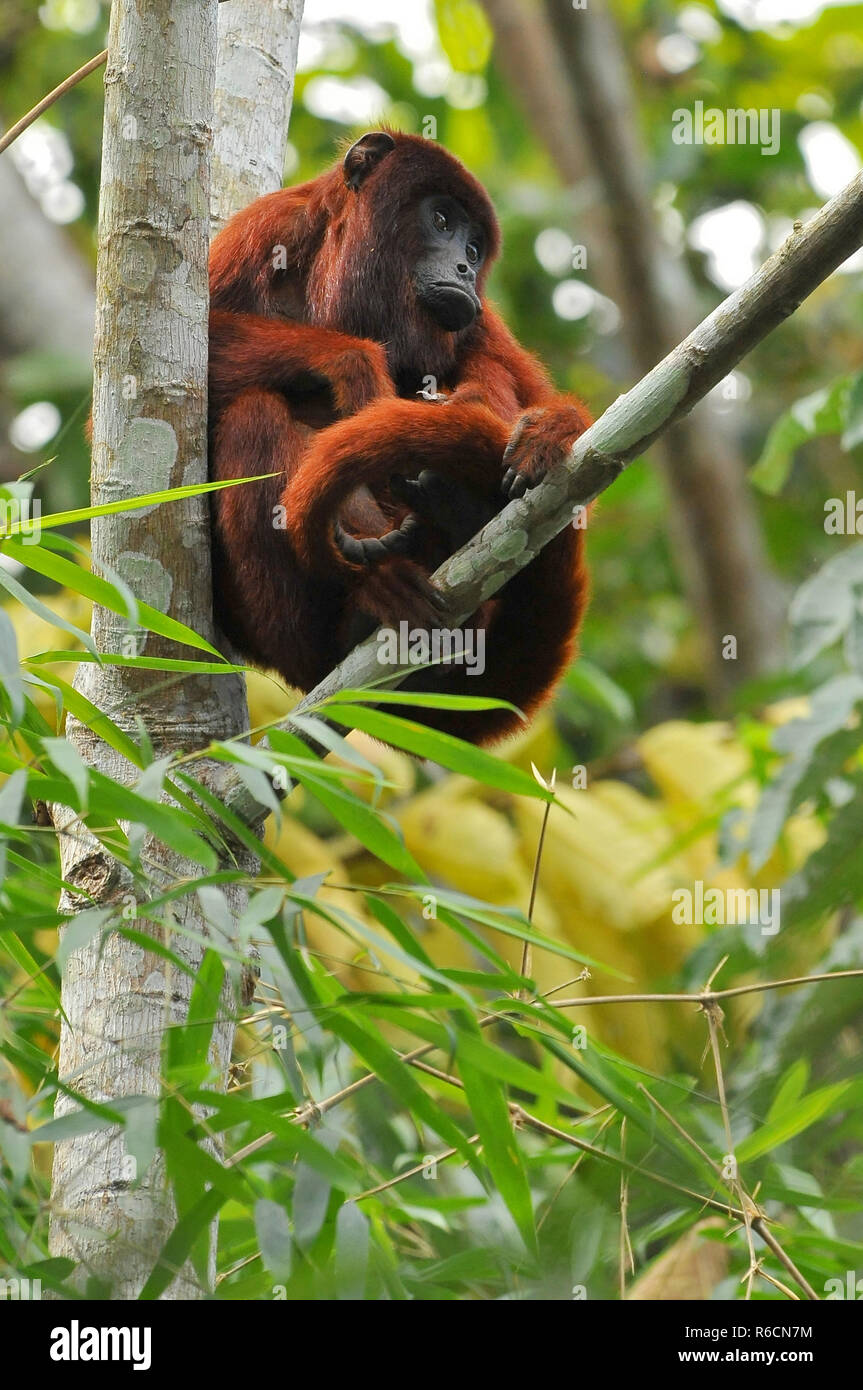 Peru, Amazonas Regenwald, Brüllaffen, zu den größten der Neuen Welt Affen Stockfoto