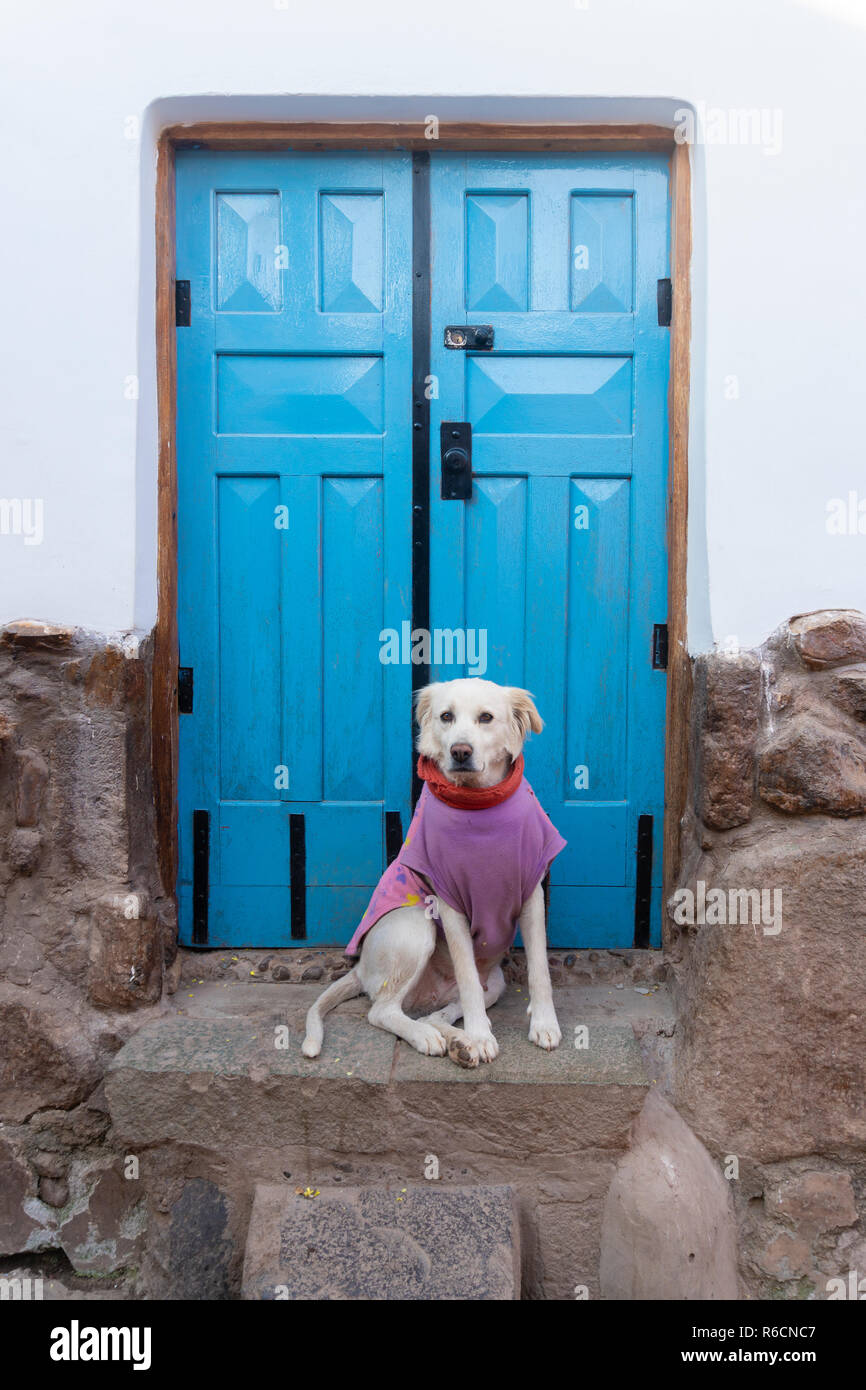 Hund gegen blaue Tür Stockfoto