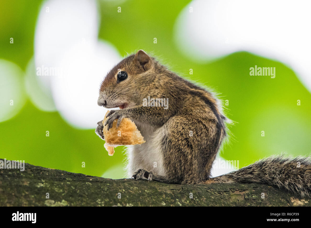 Indische Palm Eichhörnchen essen - Stockfoto