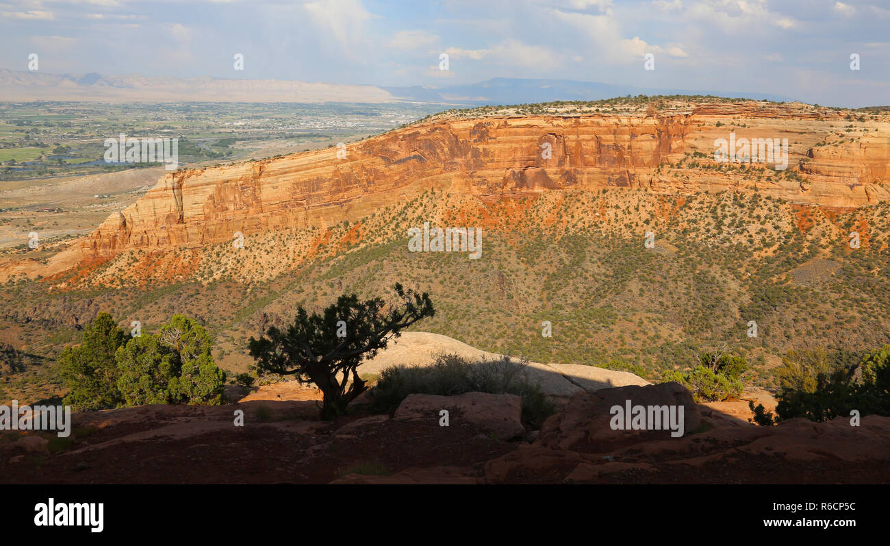 Die Silhouette eines Ritzel Kiefer gegen den Norden Ende der Hochzeit Canyon mit Grand Junction im Hintergrund, in der Colorado National Monument, Stockfoto