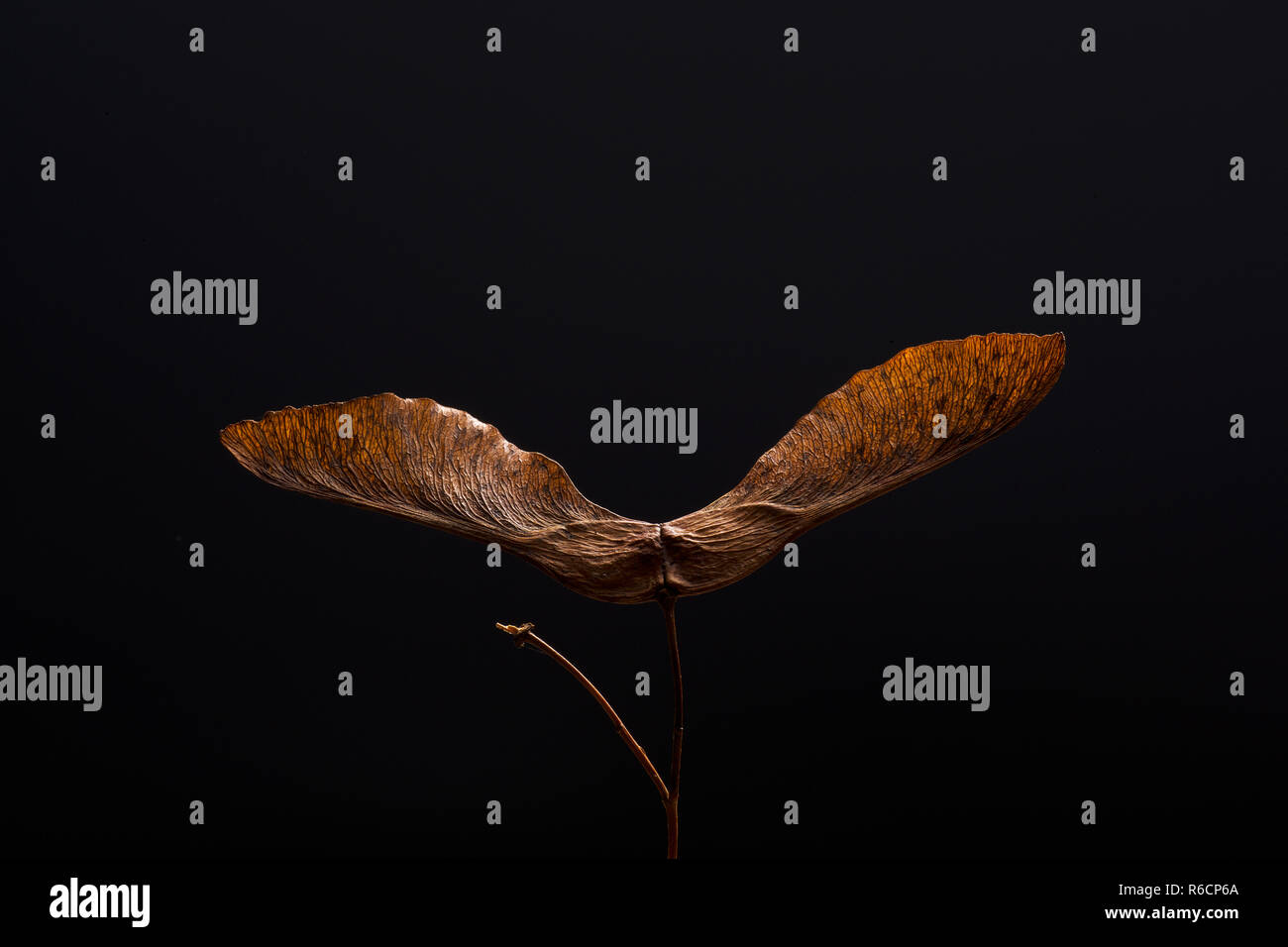 Farbe Bild von Braun, getrocknet Spinning sycamore Samen in Nahaufnahme mit schwarzem Hintergrund Stockfoto