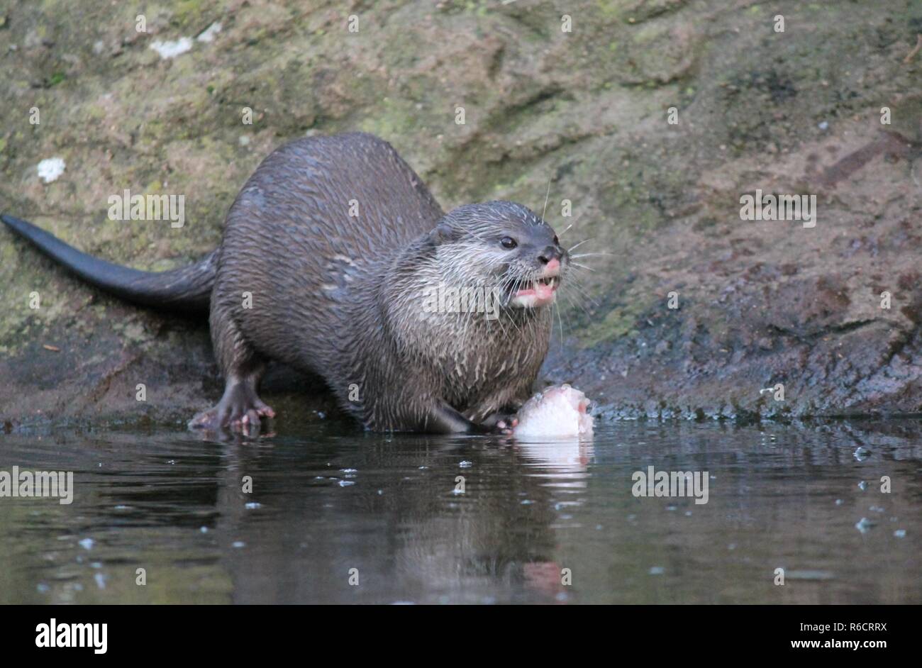 Fischotter frisst Fisch Stockfoto