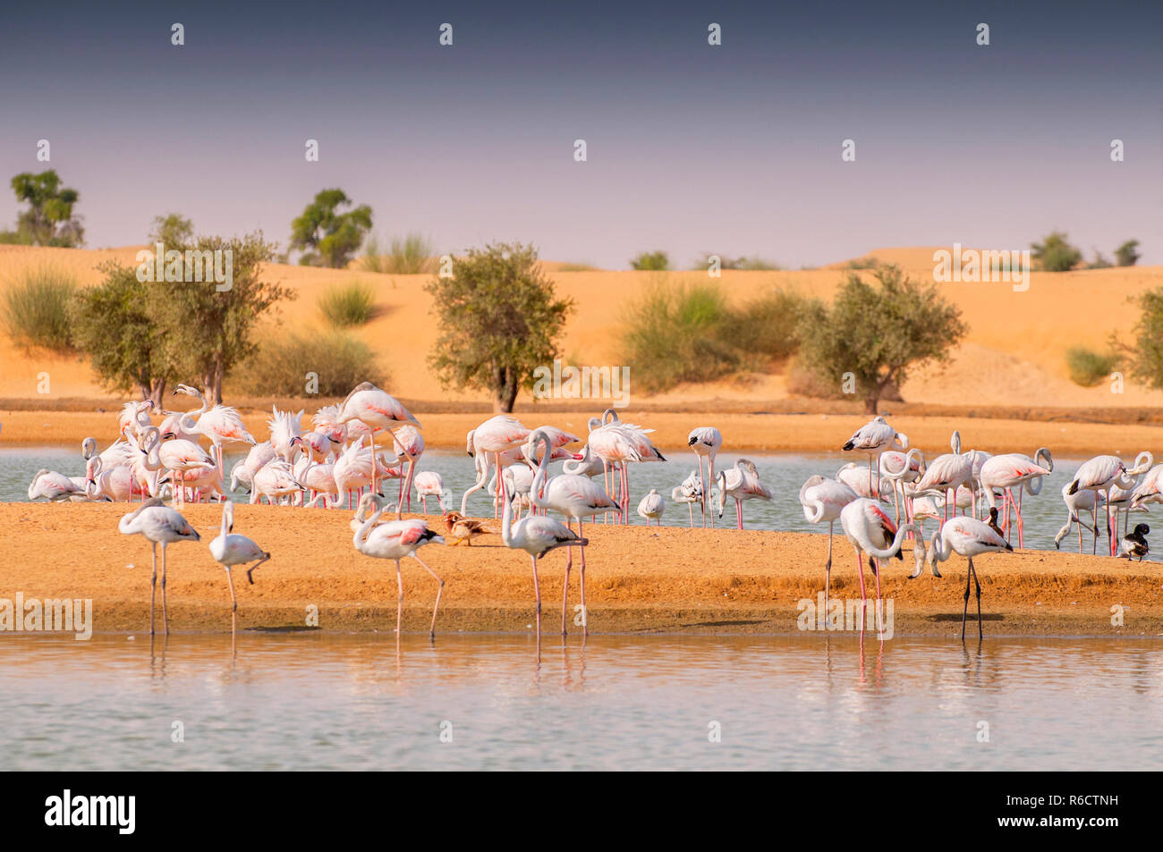 Flamingos Paddeln in den schlammigen Wassern der eine schlammige Lagune bei einer Oase Al Qudra Seen in der Wüste in den Vereinigten Arabischen Emiraten Stockfoto