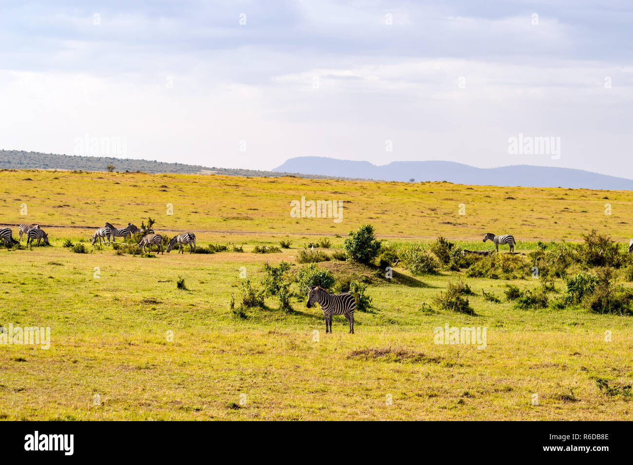 Herde Zebras grasen in der Savanne der Masai Mara in Kenia Stockfoto