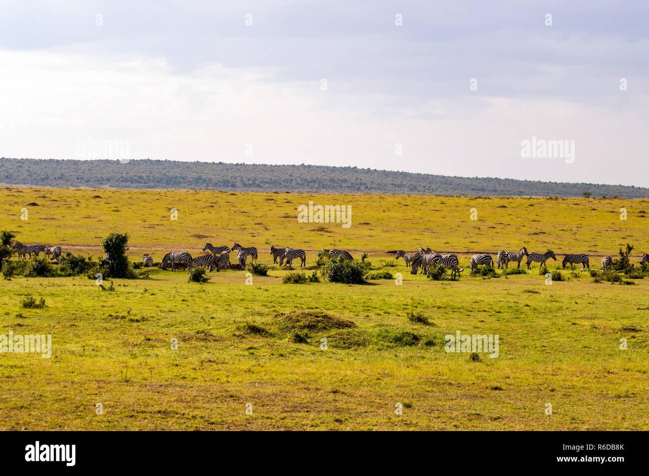 Herde Zebras grasen in der Savanne der Masai Mara in Kenia Stockfoto