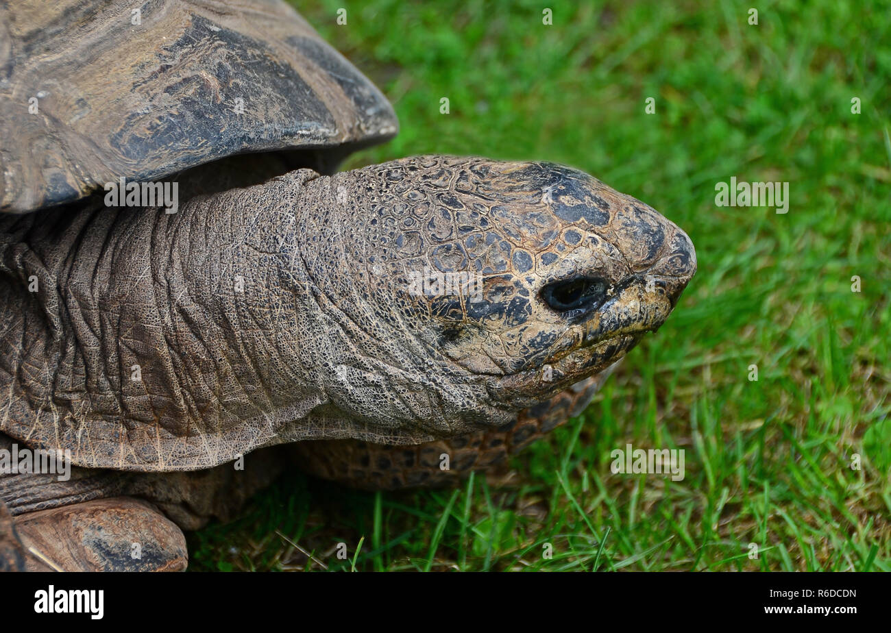 Turtle Kopf Stockfoto