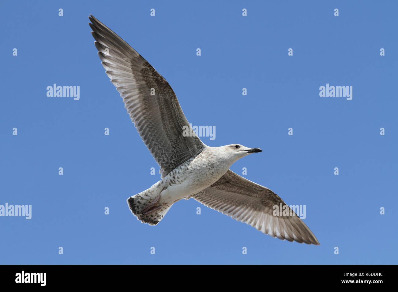 Möwe im Flug. Stockfoto