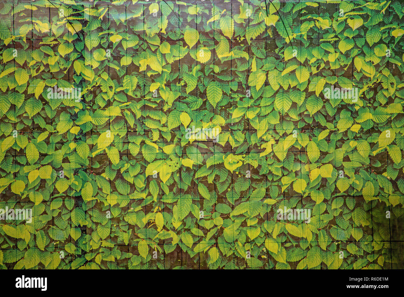 Netz der Grünen Blätter auf einem Zaun Stockfoto