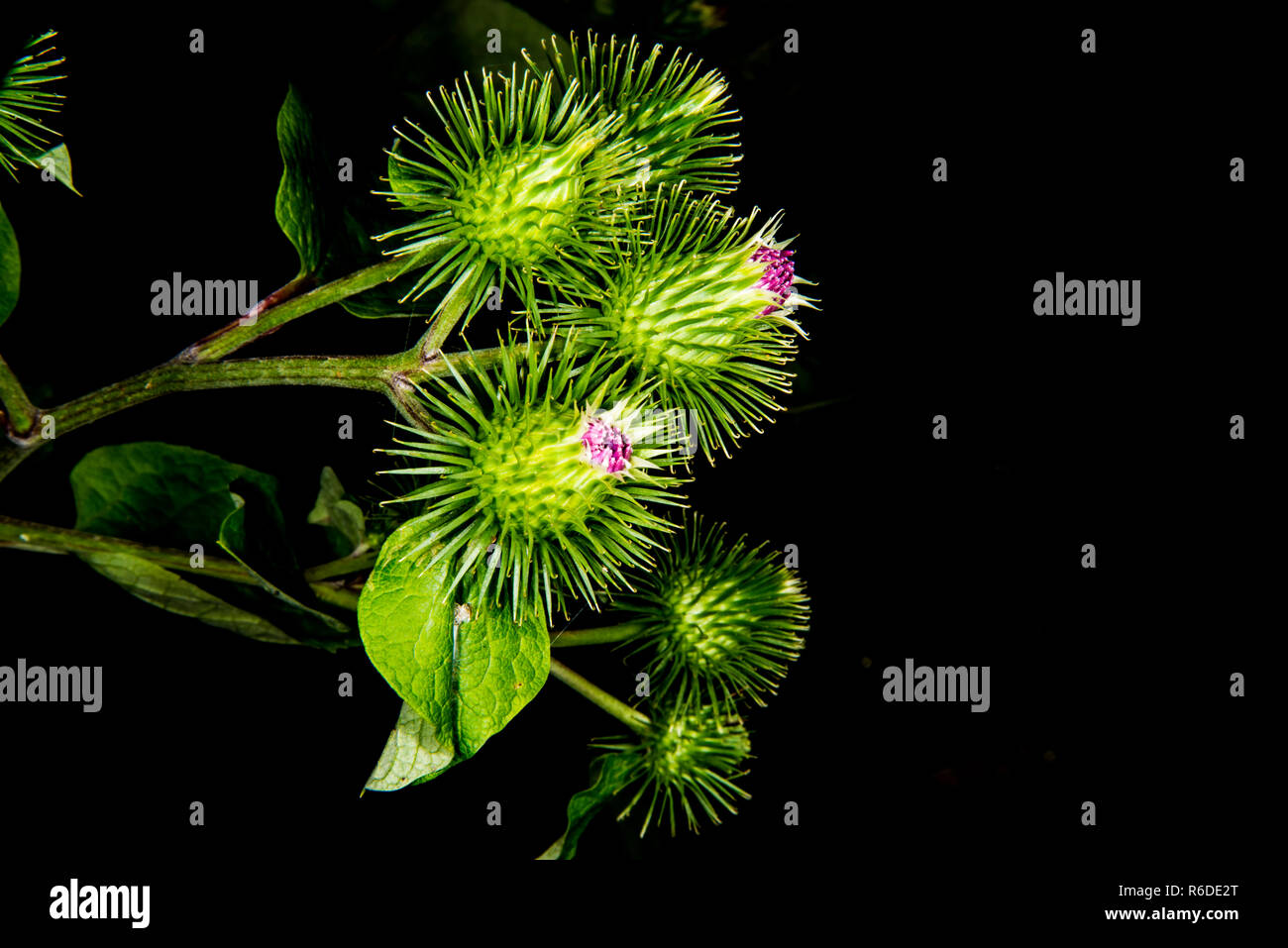 Heilpflanze die Klette mit Blume Stockfoto