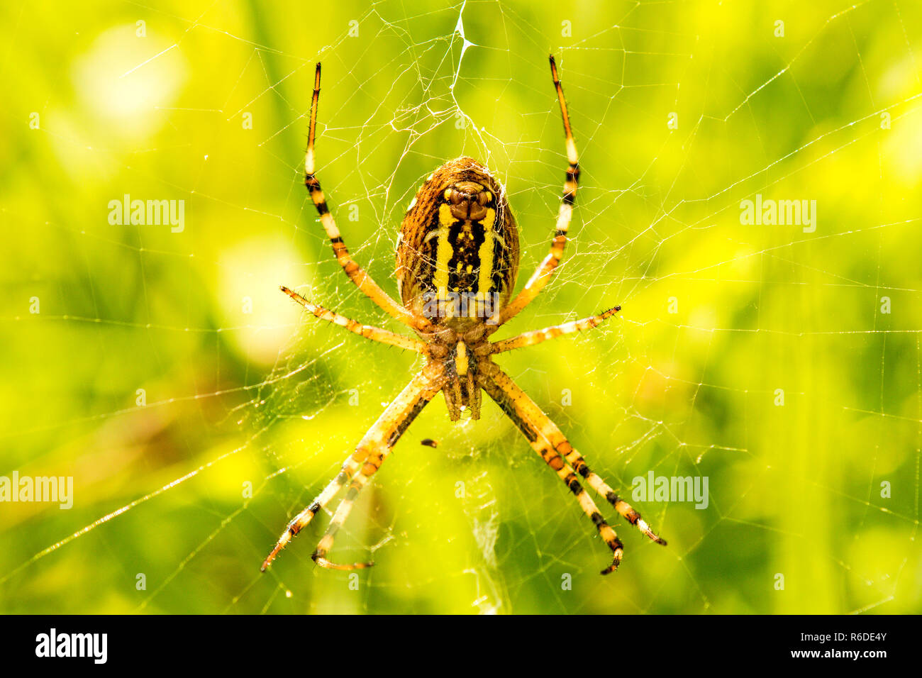 Wasp Spider, Weiblich in Ihrer Net Stockfoto