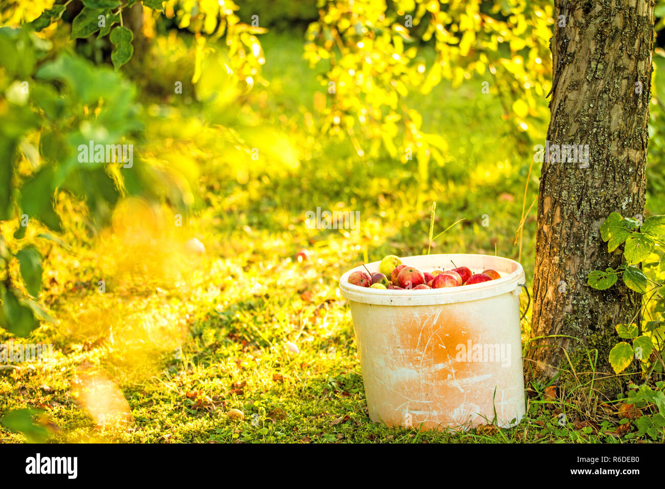 Äpfel in einem Eimer in einem Garten Stockfoto