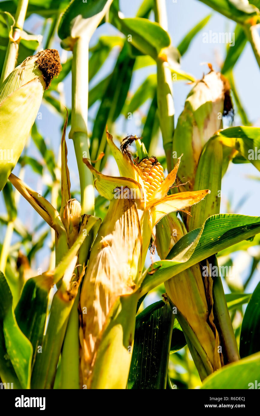 Maiskolben auf einem Feld in Deutschland Stockfoto