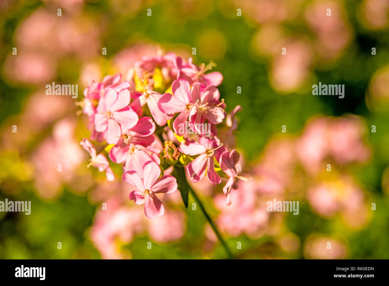 Gemeinsame Soapwort mit Blume Stockfoto