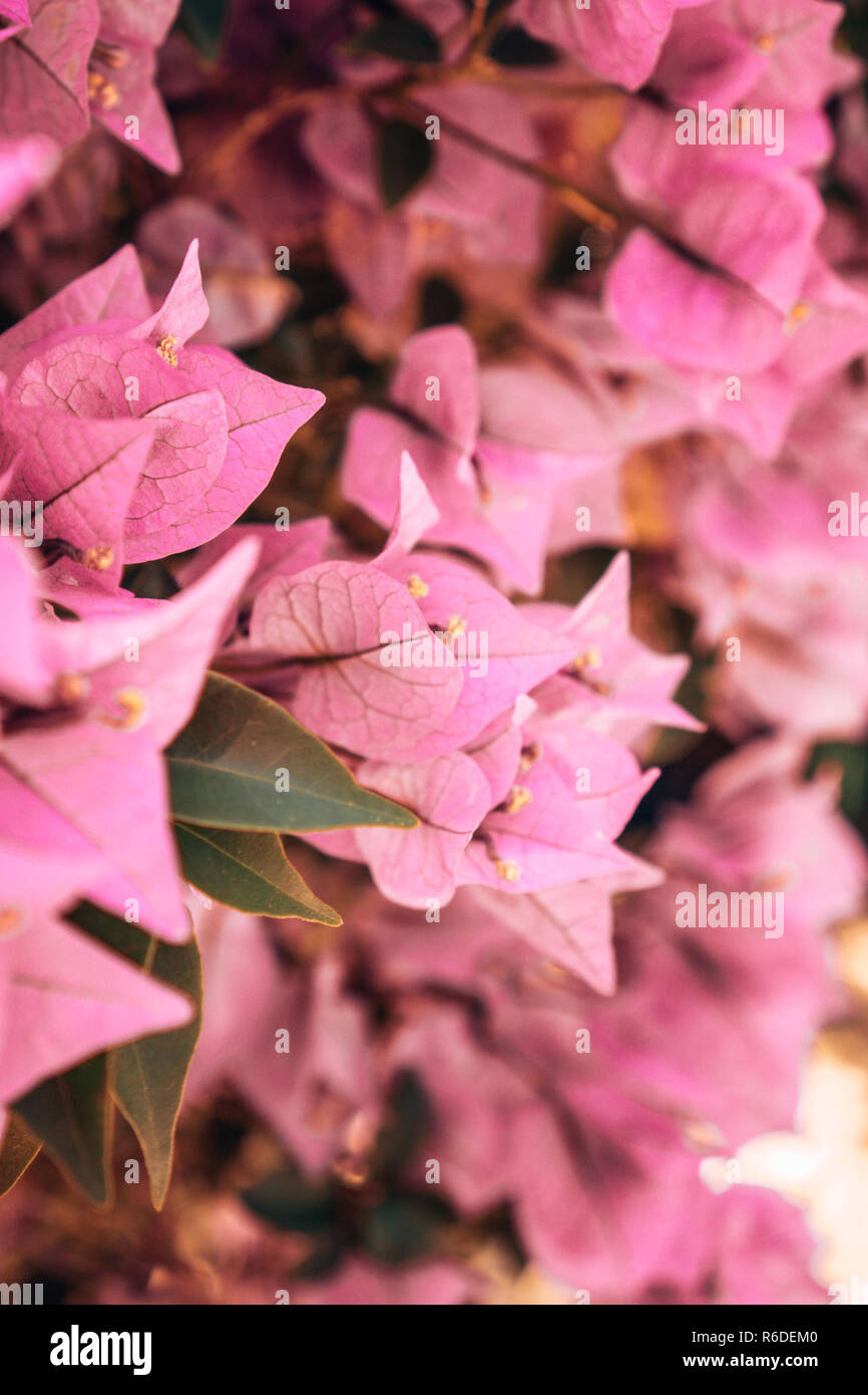 Rosa Blume, pinke Blume Stockfoto