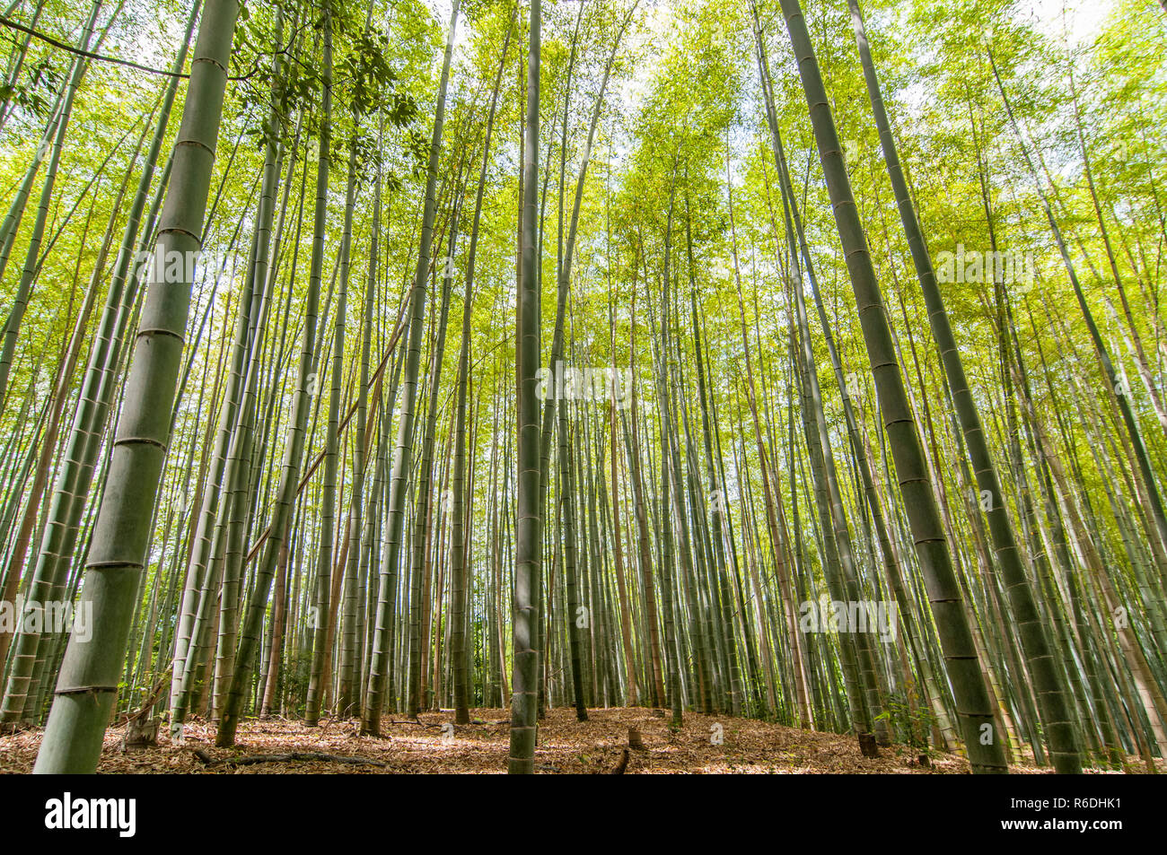 Chikurin-No-Michi (Bamboo Grove) In Arashiyama in Kyoto. Stockfoto