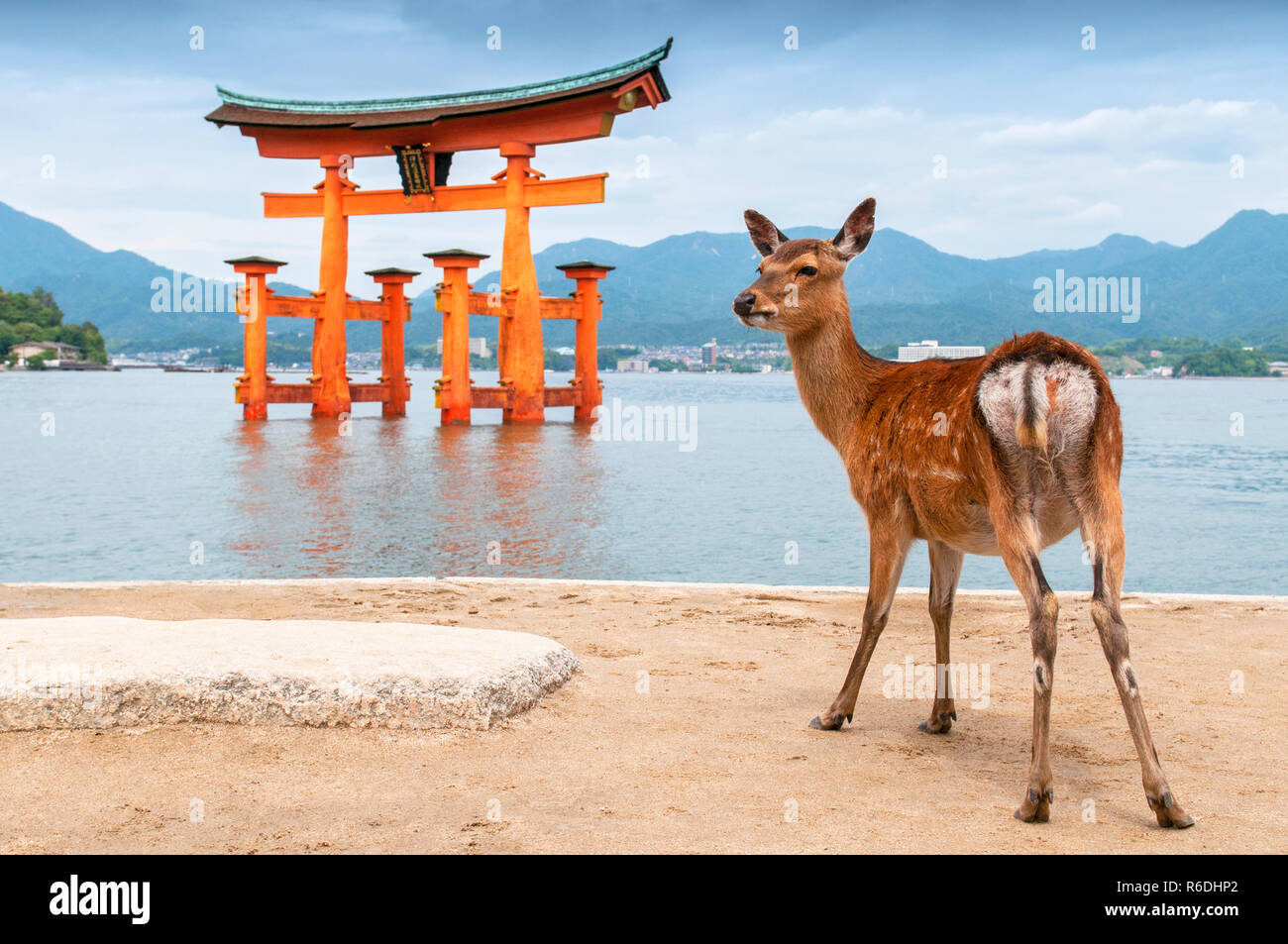 Saint Sika (shika) Hirsche mit großen Schwimmende Torii Tor in Miyajima, Japan Stockfoto