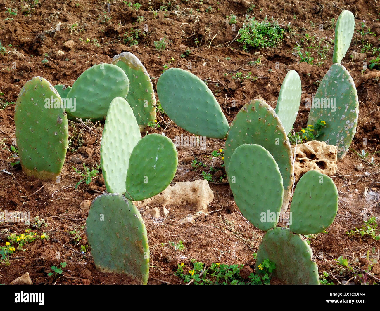 Dornige Pflanzen Stockfoto