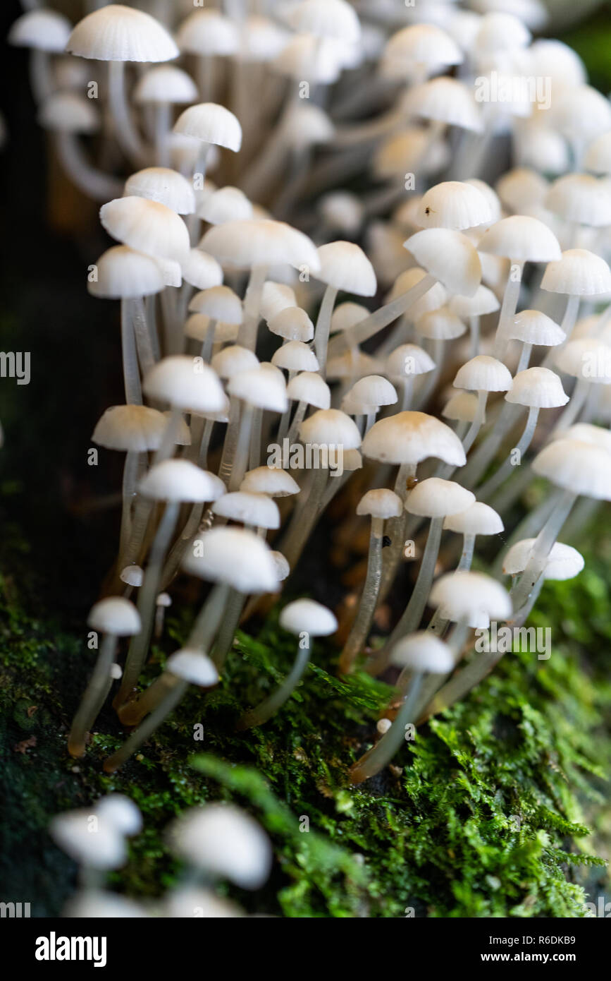 Pilze an Holz Stockfoto