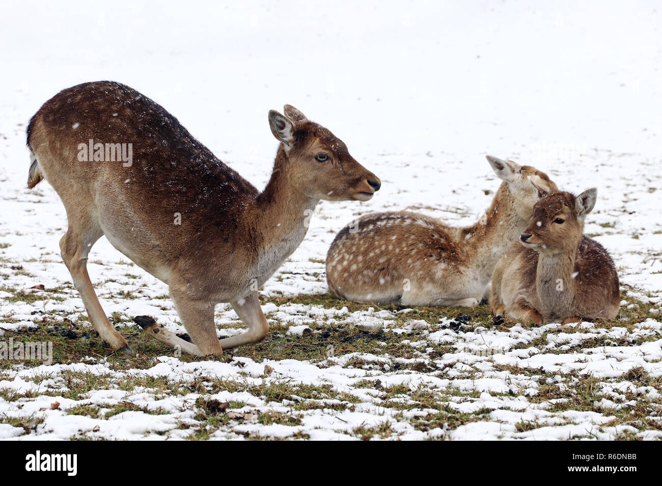 Weibliche Damwild mit Jungen im Winter. ein Rudel Damwild Stockfoto