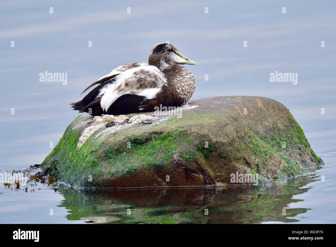 Männliche der Eider Stockfoto