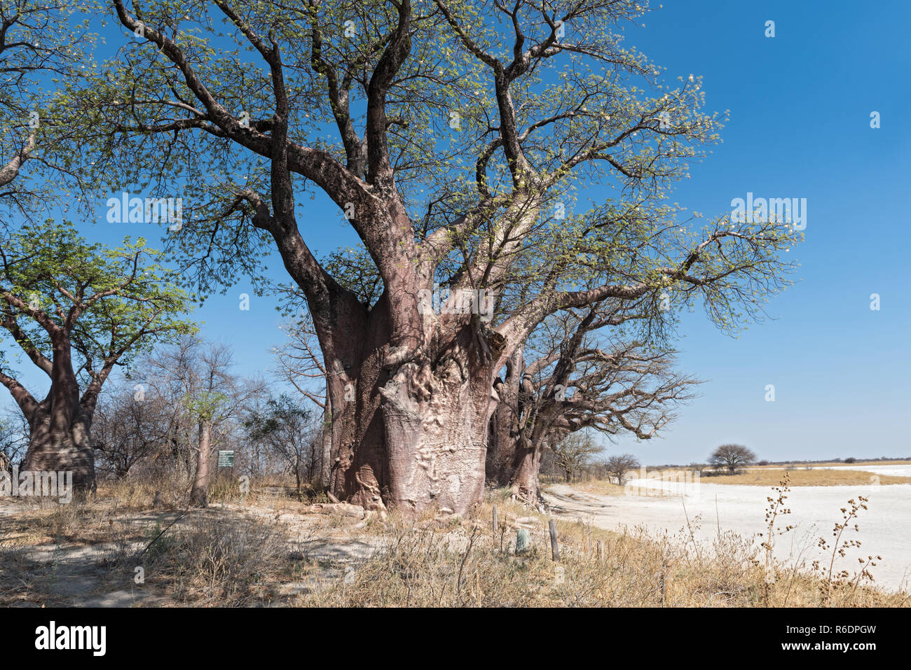 Baines baobab von Nxai Pan National Park, Botswana. Stockfoto