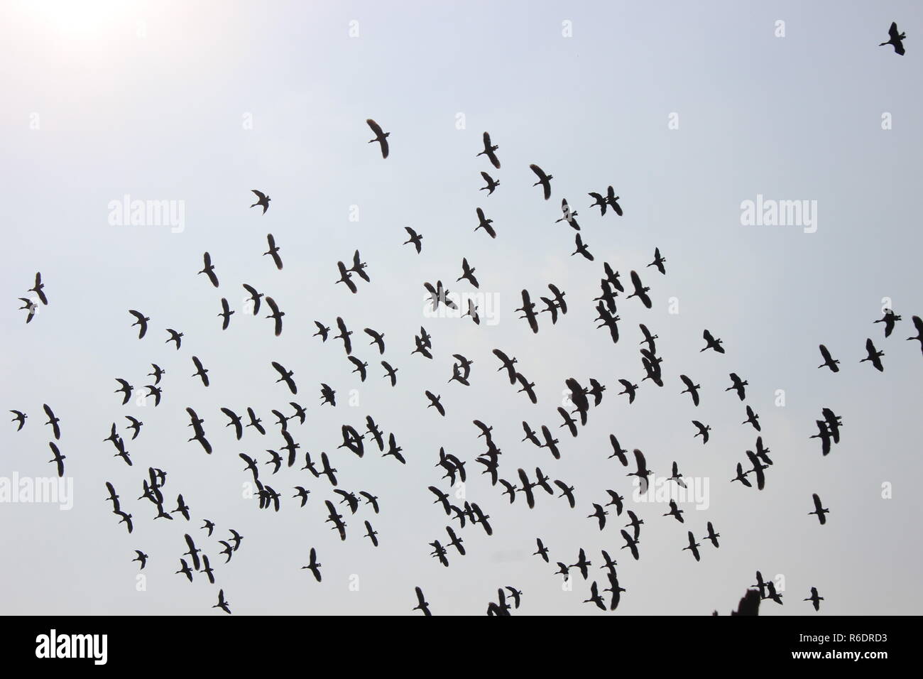 Vögel fliegen in den Himmel Stockfoto