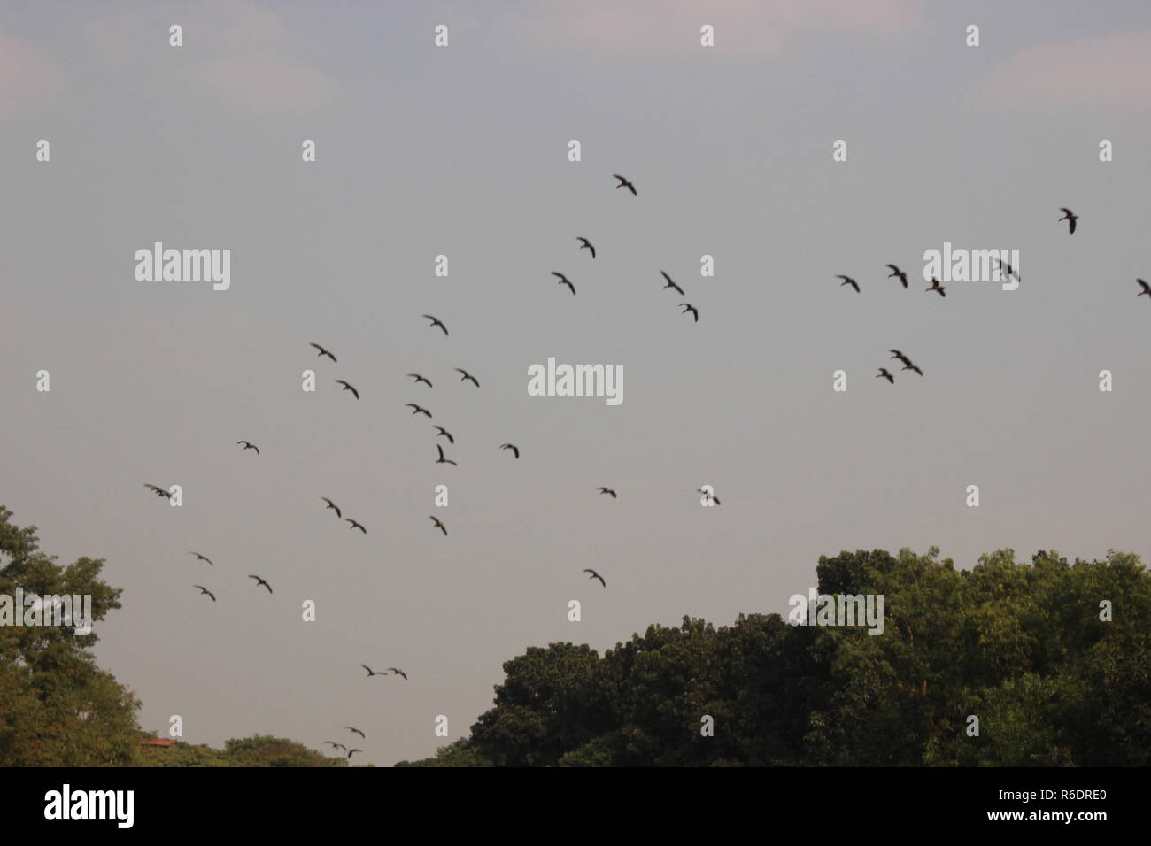Vögel fliegen in den Himmel Stockfoto Vögel fliegen in den Himmel Stockfoto