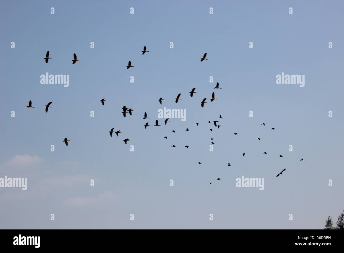 Vögel fliegen in den Himmel Stockfoto Vögel fliegen in den Himmel Stockfoto