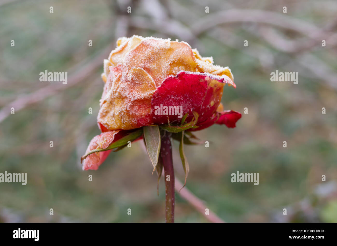 Einsame schöne Rose unter der ersten frost Angriff im herbstlichen Garten Stockfoto