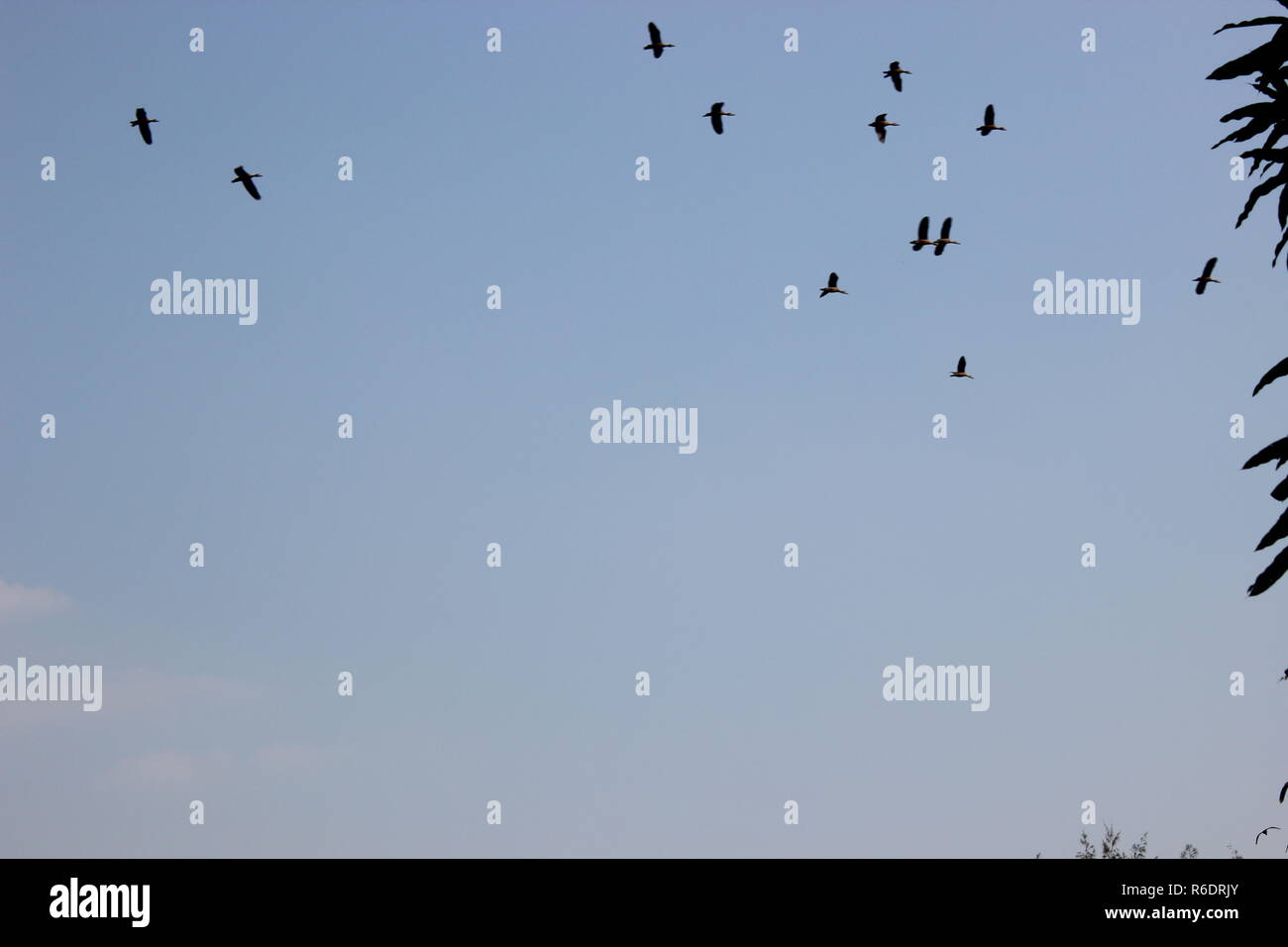 Vögel fliegen in den Himmel Stockfoto Vögel fliegen in den Himmel Stockfoto