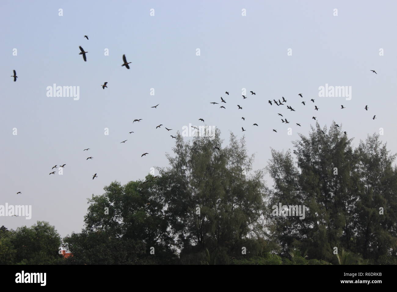 Vögel fliegen in den Himmel Stockfoto Vögel fliegen in den Himmel Stockfoto