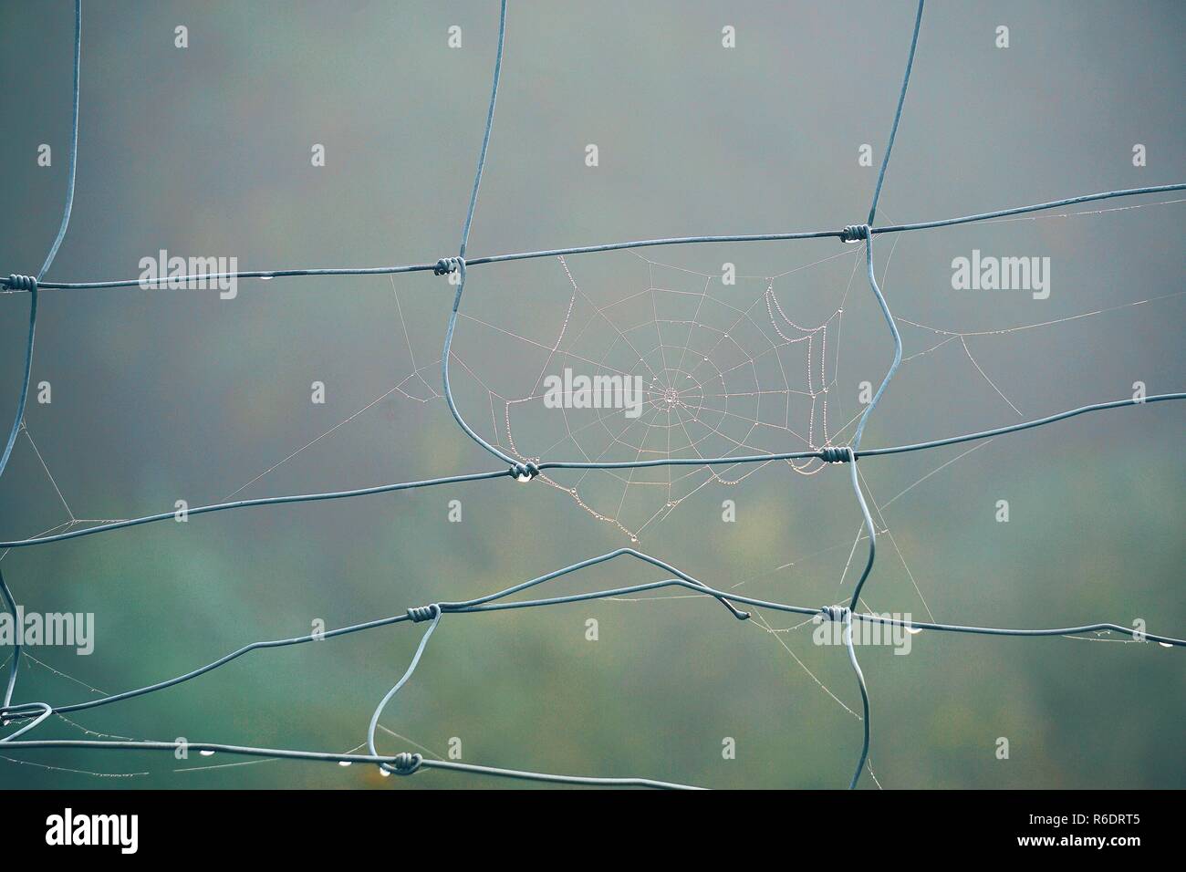 Das Spinnennetz im Zaun Stockfoto