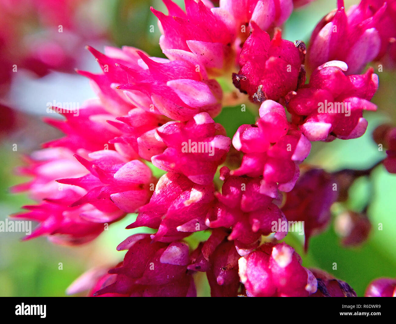 Sedum Stockfoto