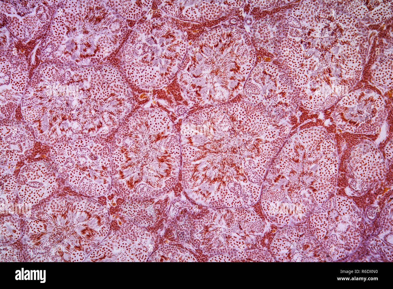 Salamander Testikular- Gewebe unter dem Mikroskop 100x Stockfoto