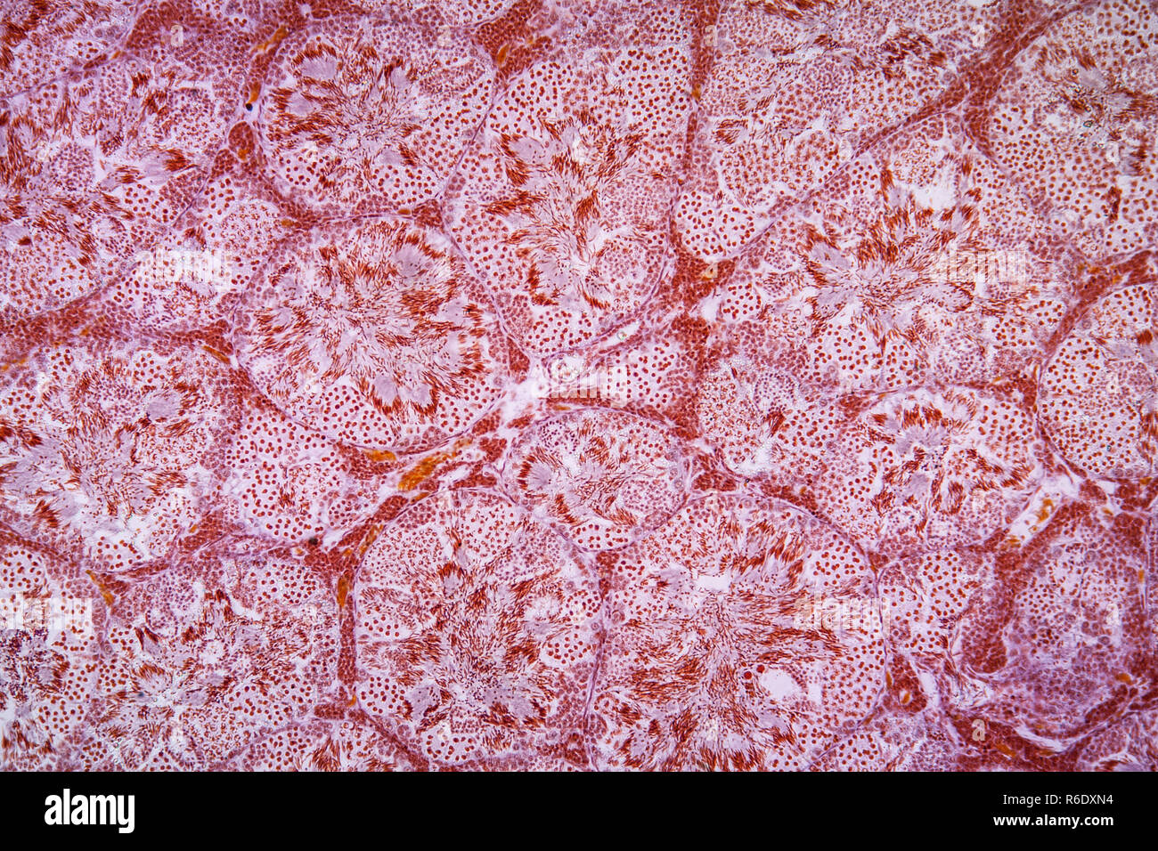Salamander Testikular- Gewebe unter dem Mikroskop 100x Stockfoto